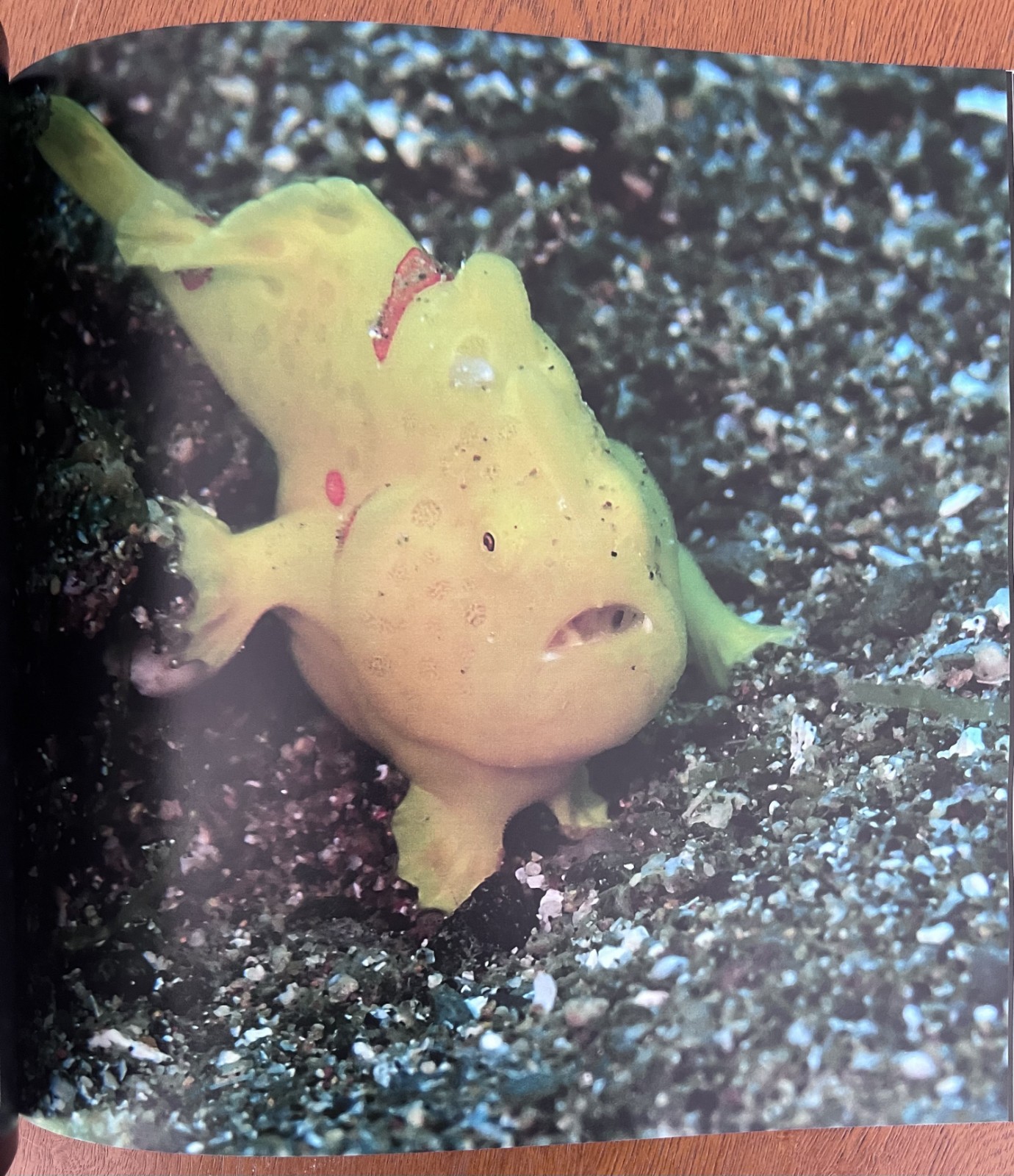 Philippines Diving: Anilao Batangas Verde Island Passage Coral Reef Photography