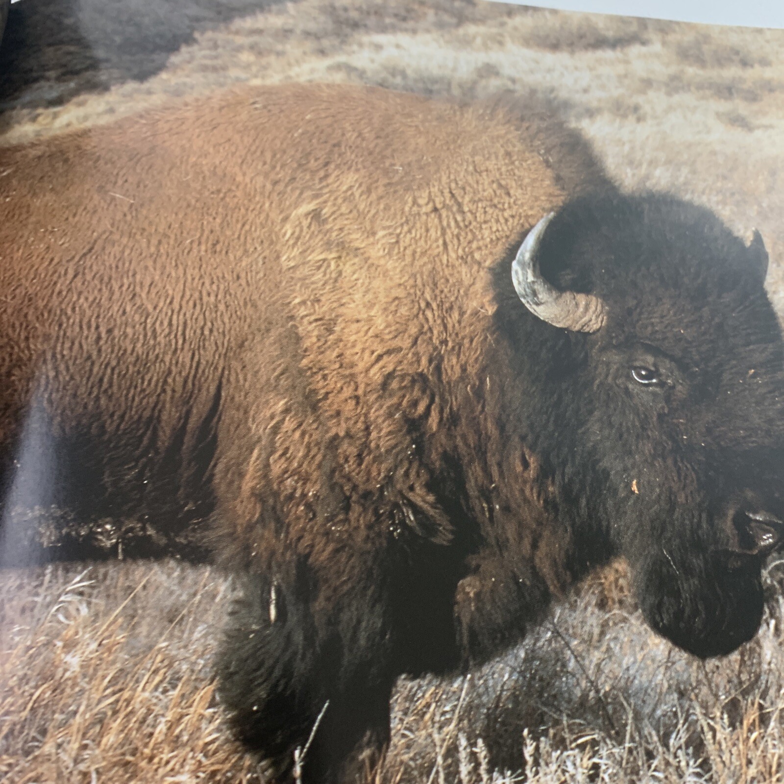 Wildlife for Kids Ser.: Bison for Kids by Todd Wilkinson (1994, Trade Paperback)