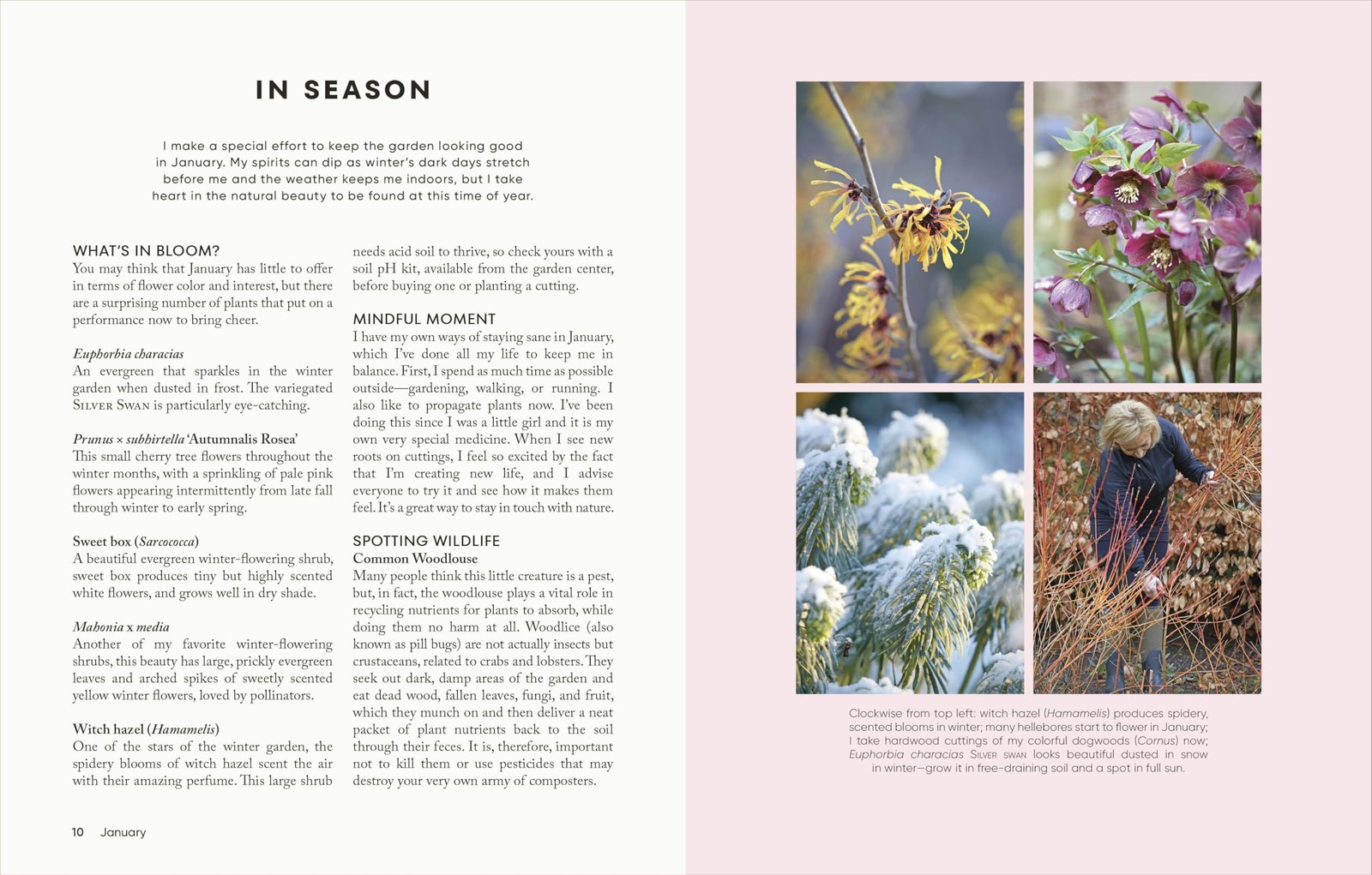 The Money-Saving Garden Year: A Month-by-month Guide to a Great Multicolor