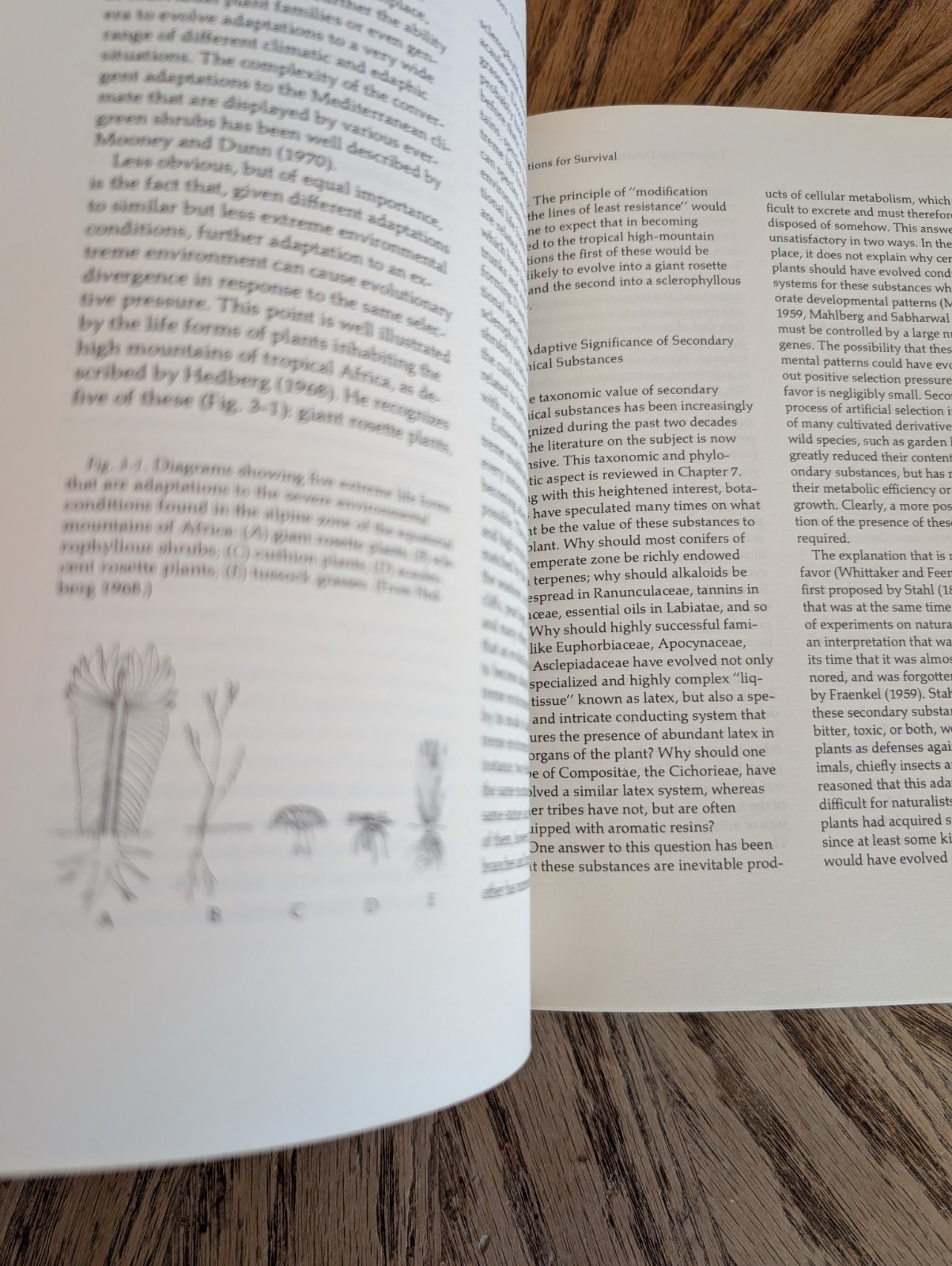Flowering Plants: Evolution above the Species Level – Hardcover