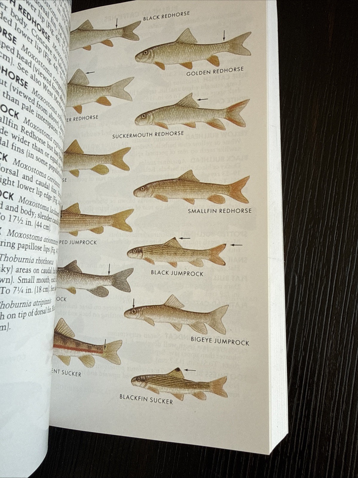 Paterson Field Guides – Fresh Water Fishes- Lawrence M.