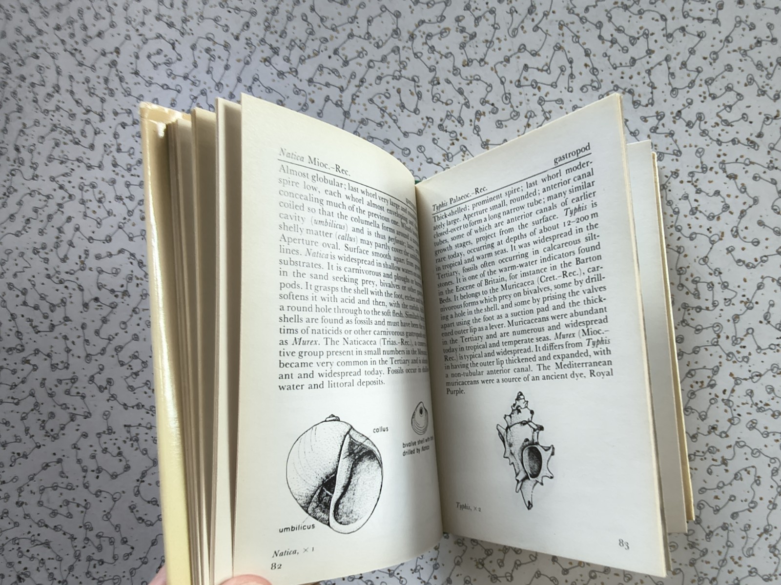 The Observer’s Book of Fossils by Rhona M. Black 1977 First Edition Hardback