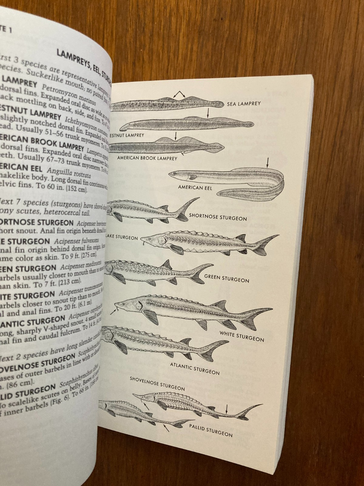 Peterson Field Guides Guide Freshwater Fishes Lawrence M. Page Brooks M. Burr 91