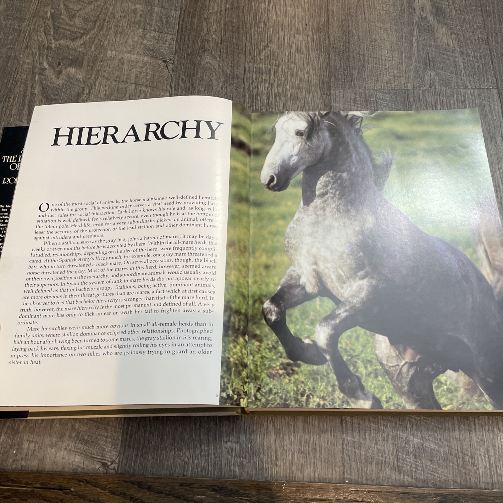 Such Is the Real Nature of Horses by Robert Vavra (1998, Hardcover/Dust Jacket)