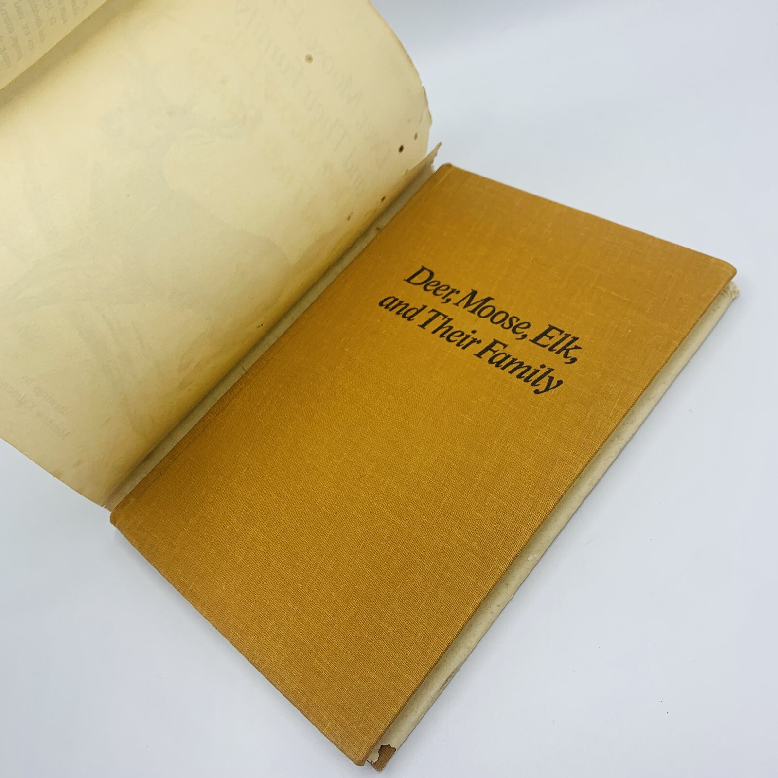 Deer Moose Elk and Their Family Hardcover Marie M Jenkins 1979 Good Nature Vtg