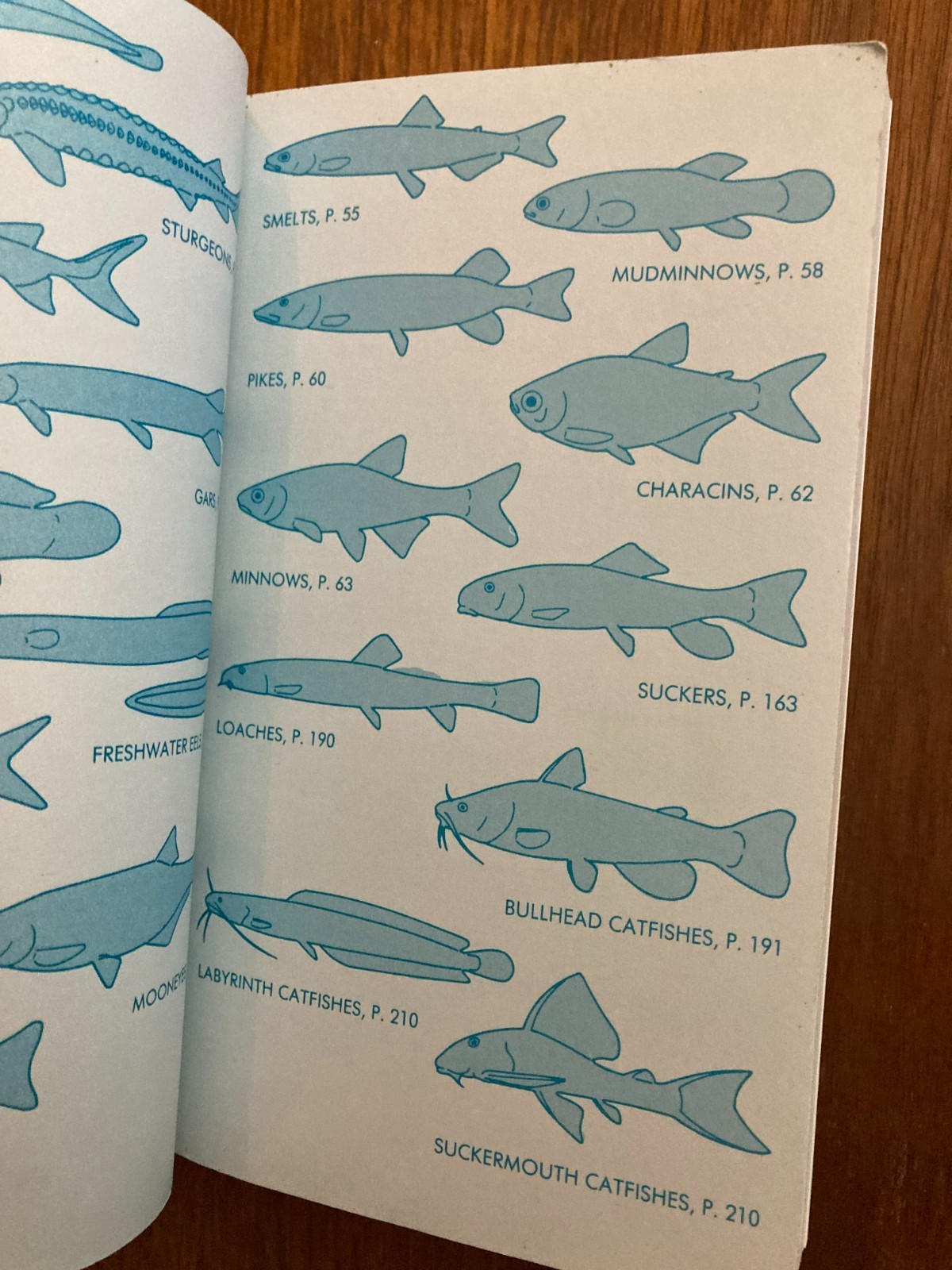 Peterson Field Guides Guide Freshwater Fishes Lawrence M. Page Brooks M. Burr 91