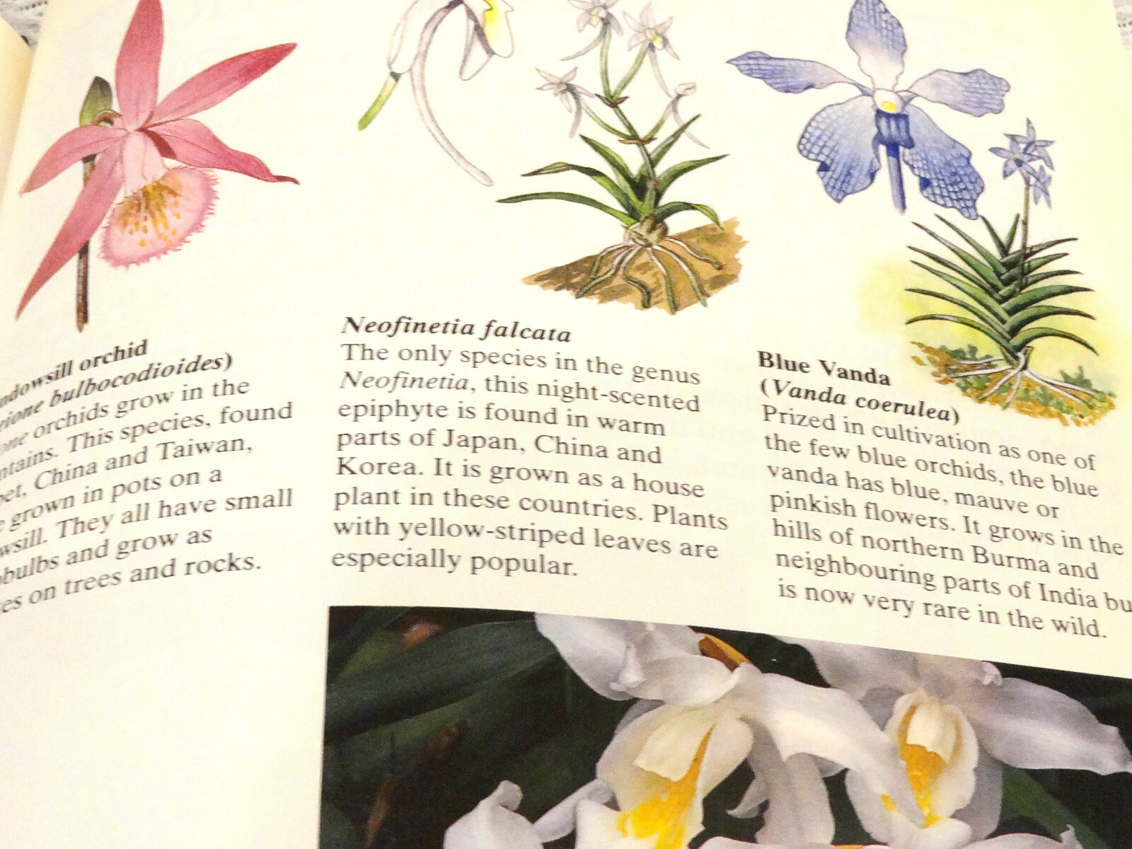 Orchids Green World Deni Bown 1991 Heinemann Educational Books, Ltd.