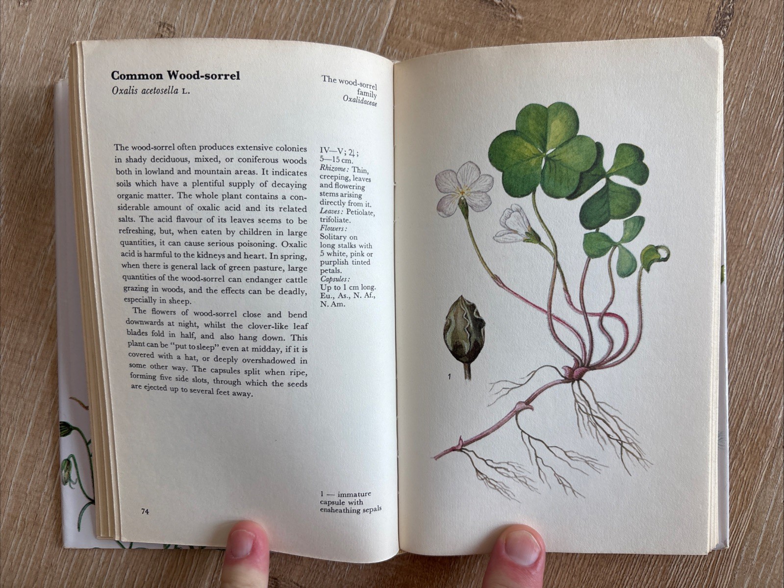 WILD FLOWERS FERNS AND GRASSES Bohumil Slavik 1975 HCDJ Octopus Czech Guide Vtg