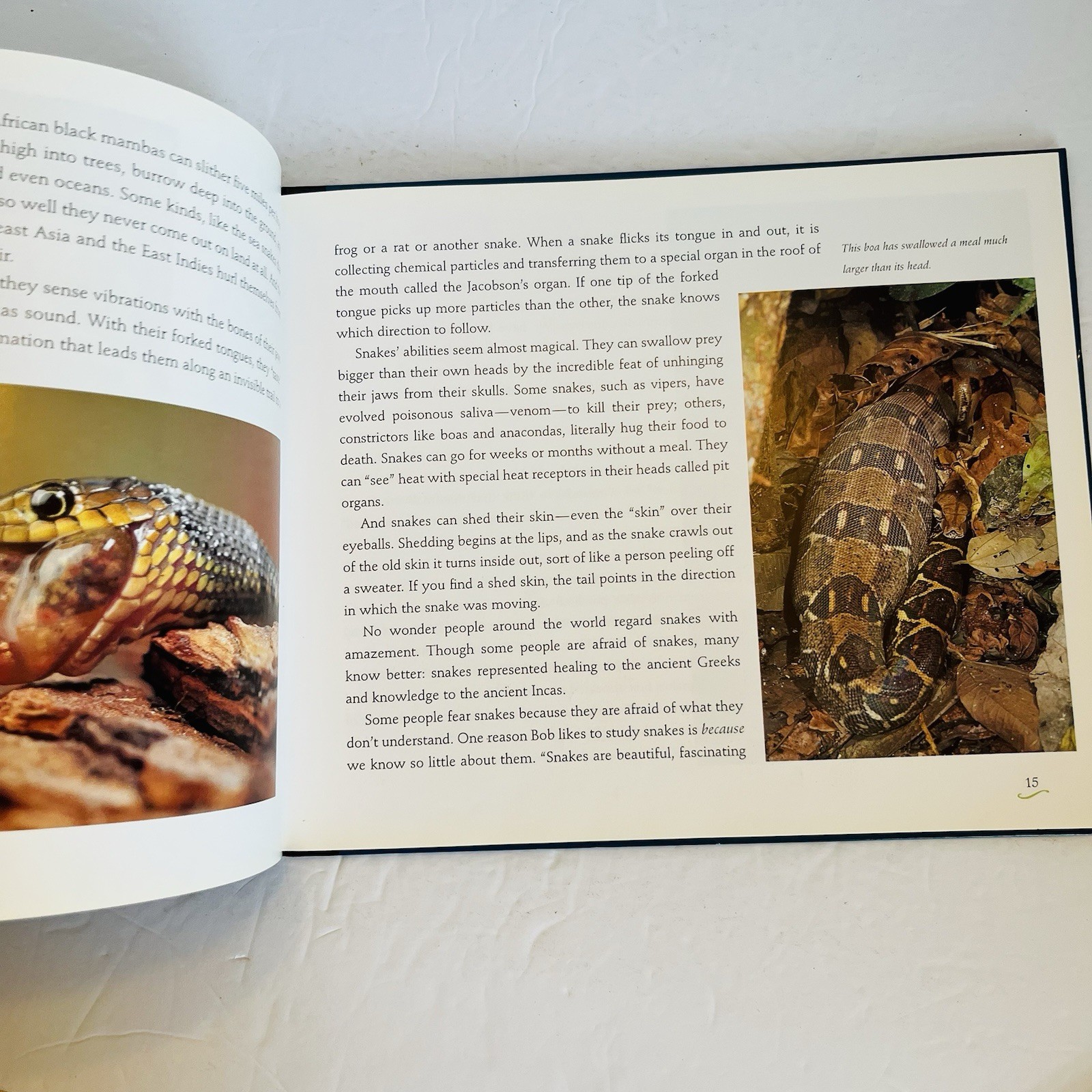 Lot 5 Reptile Amphibian Science Books Snake Turtle STEM Classroom Library
