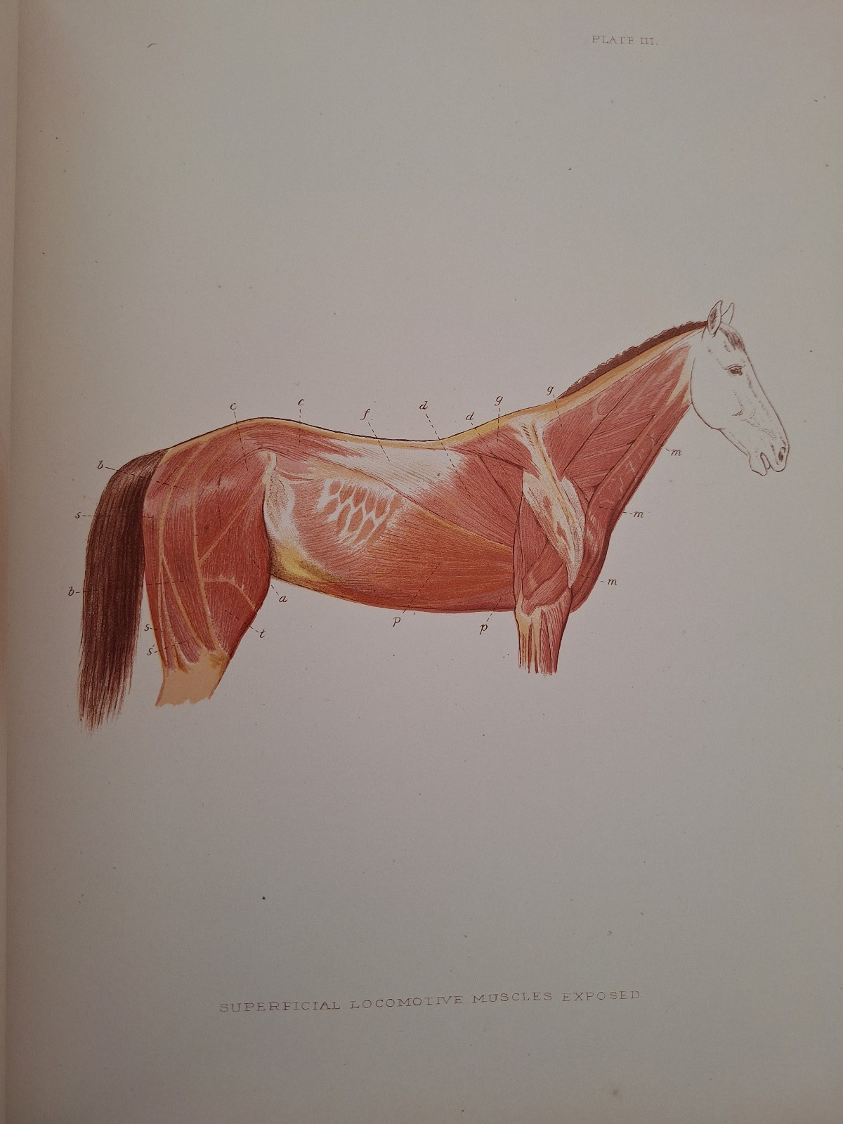 RARE c 1882 THE HORSE IN MOTION by J.D.B. Stillman Photos By Eadweard Muybridge