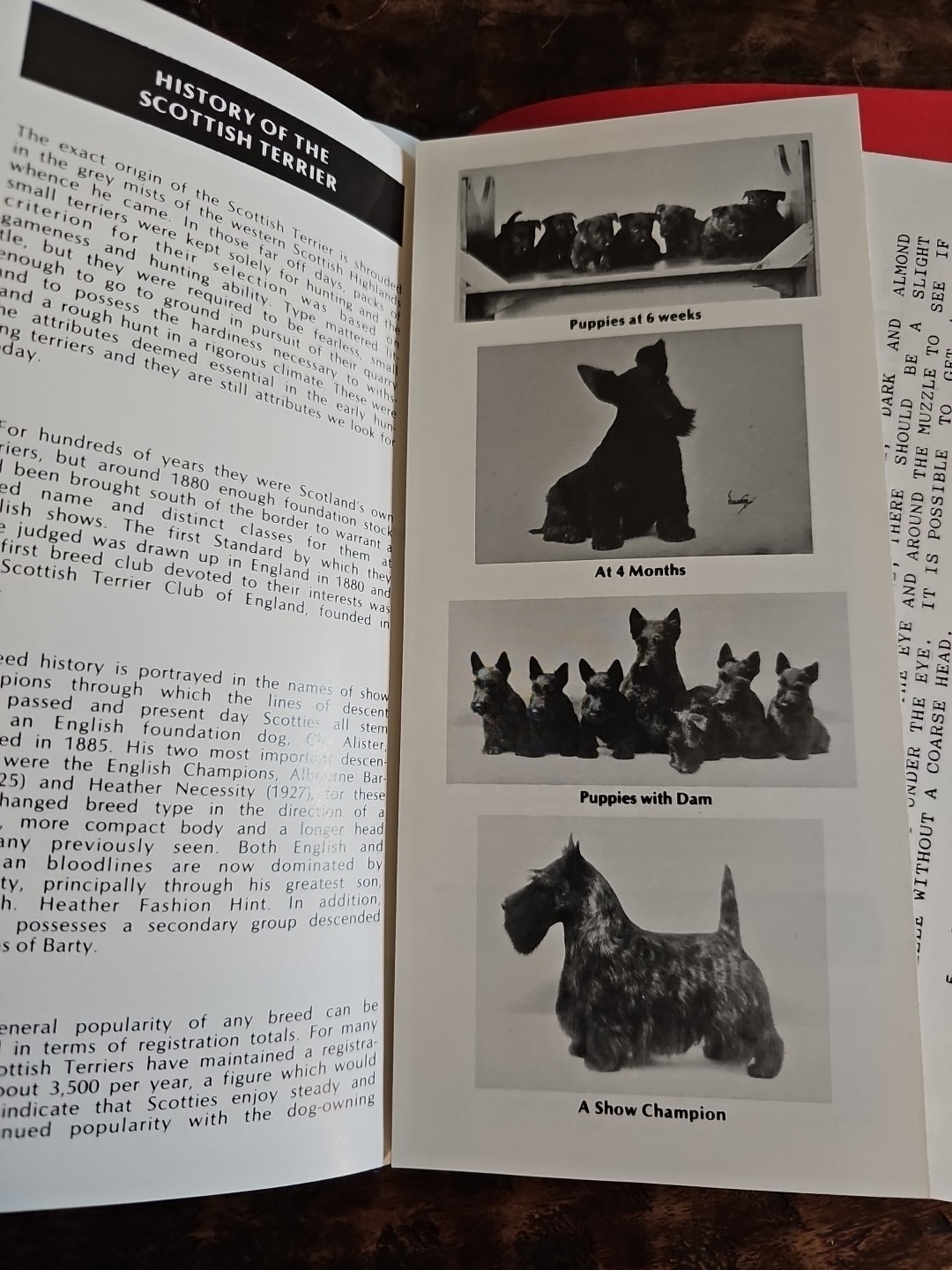 1985 STCA Scottish Terrier Standard Illustrated Lori Bush Judge Packet