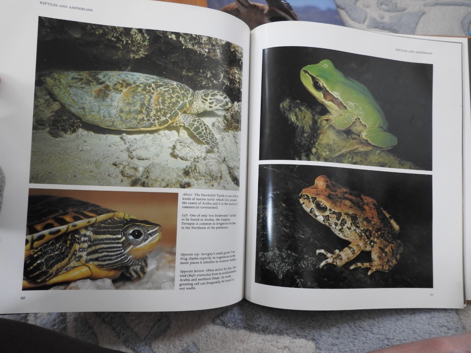 vintage WILDLIFE OF SAUDI ARABIA Arabian peninsula HBDJ book
