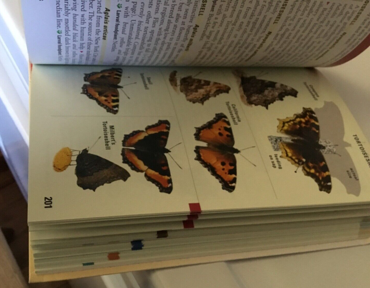 Kaufman Field Guide to Butterflies of North America Kaufman VG Softcover Book