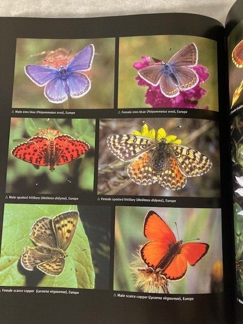 Butterfly Book by Thomas Marent Hardcover DJ Over 500 Photographs 280 Pages