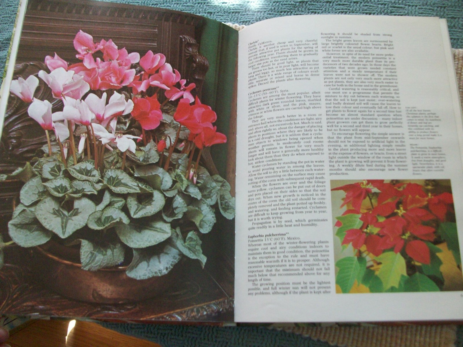 Colorful Houseplants by David Squire and Peter McHoy (1979,hardcover) gardening