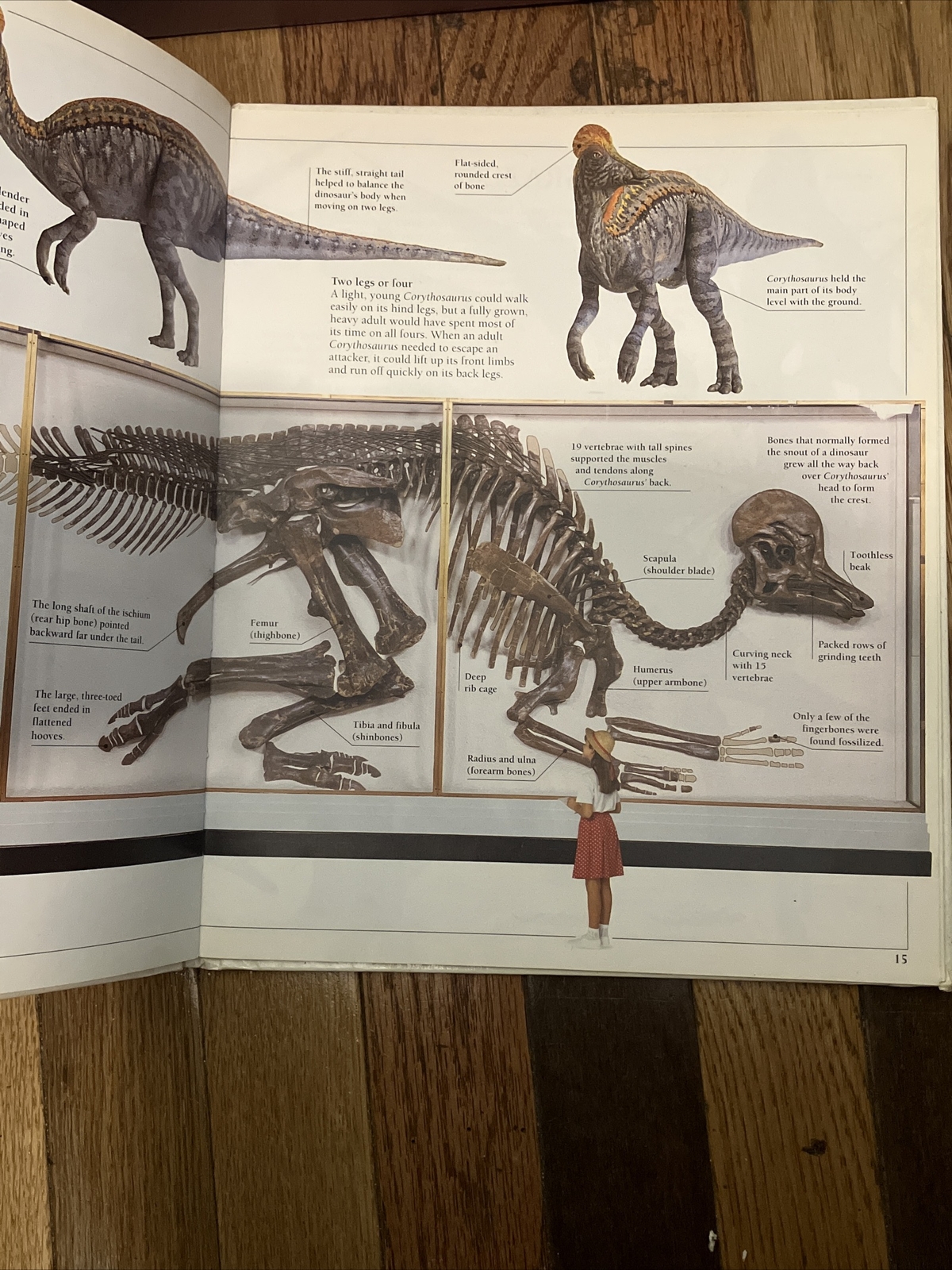 Corythosaurus by William Lindsay 1993 1st Ed. DK Publishers Hardcover