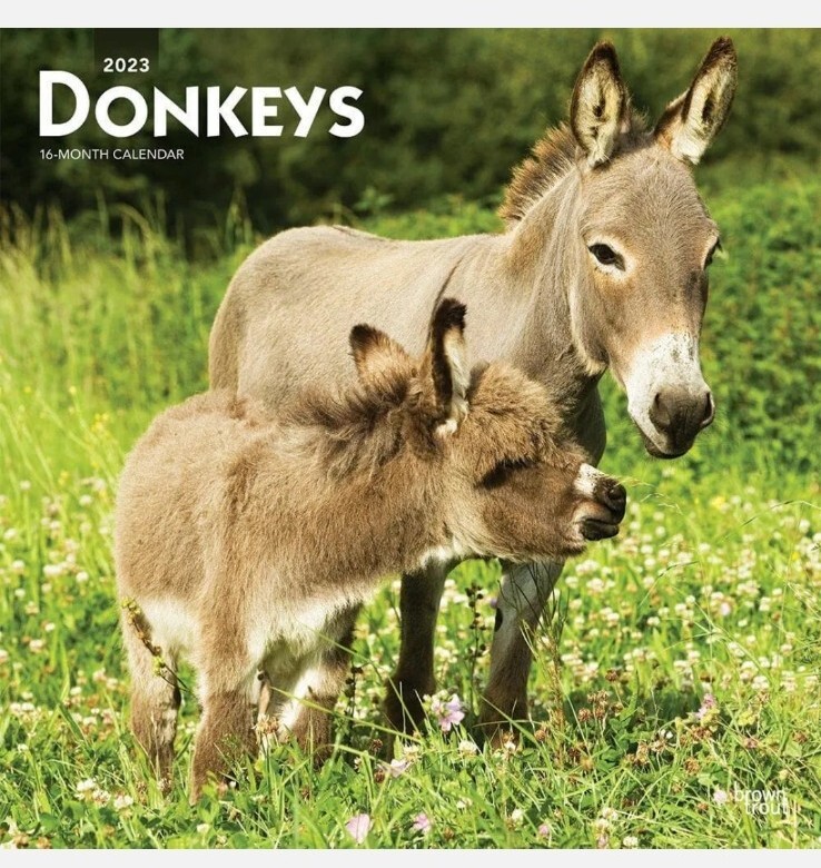 BROWN TROUT, DONKEY’S 2023 SQUARE WALL CALENDAR NEW FARM ANIMAL