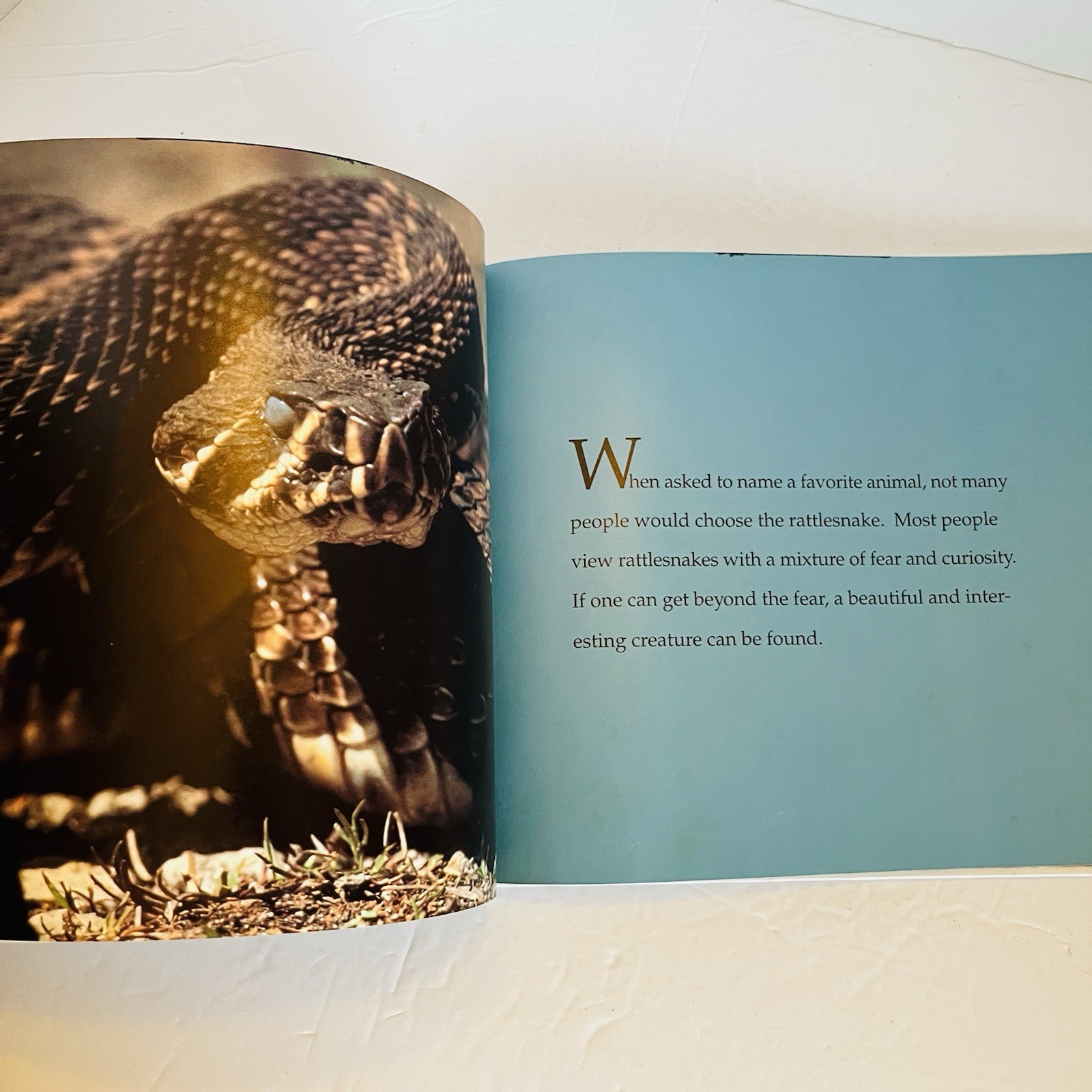 Lot 5 Reptile Amphibian Science Books Snake Turtle STEM Classroom Library
