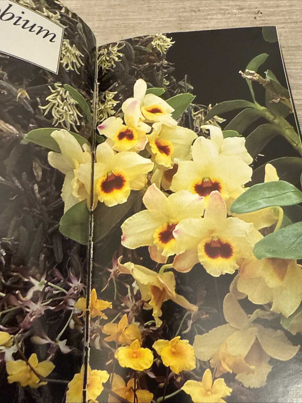 Taylor’s Guide to Orchids : More Than 300 Orchids, Photographed and…