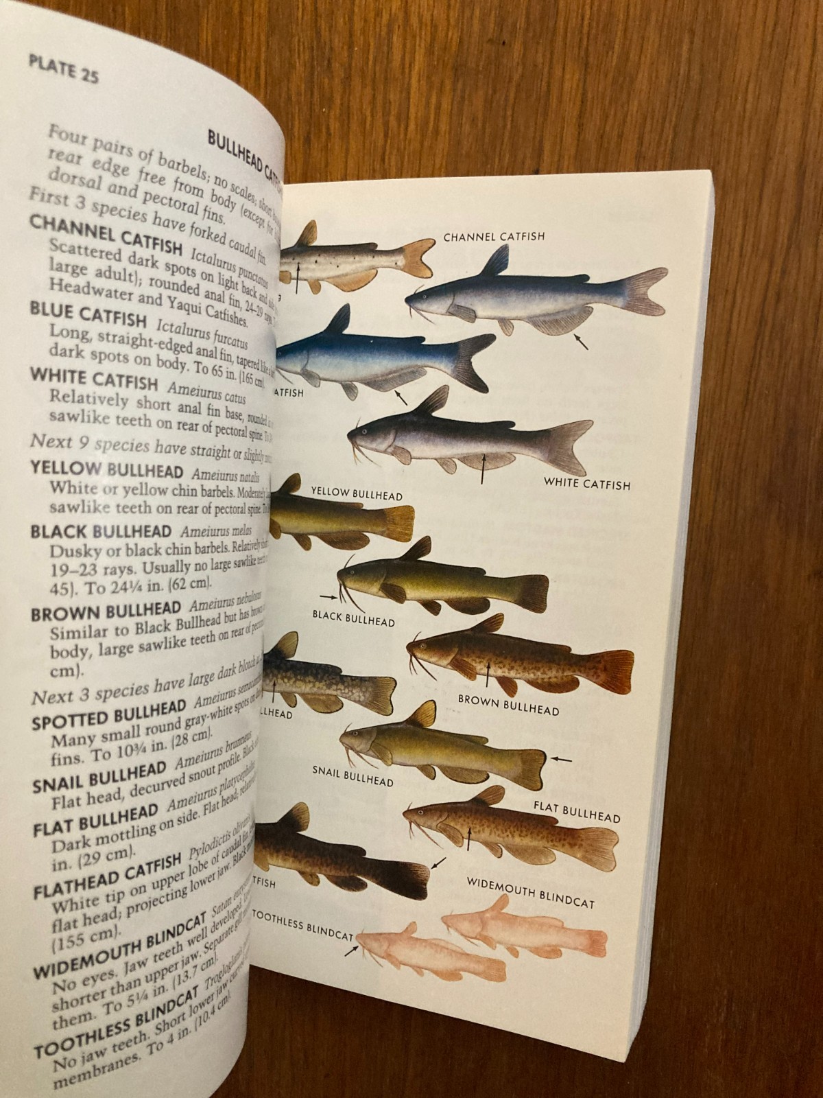 Peterson Field Guides Guide Freshwater Fishes Lawrence M. Page Brooks M. Burr 91