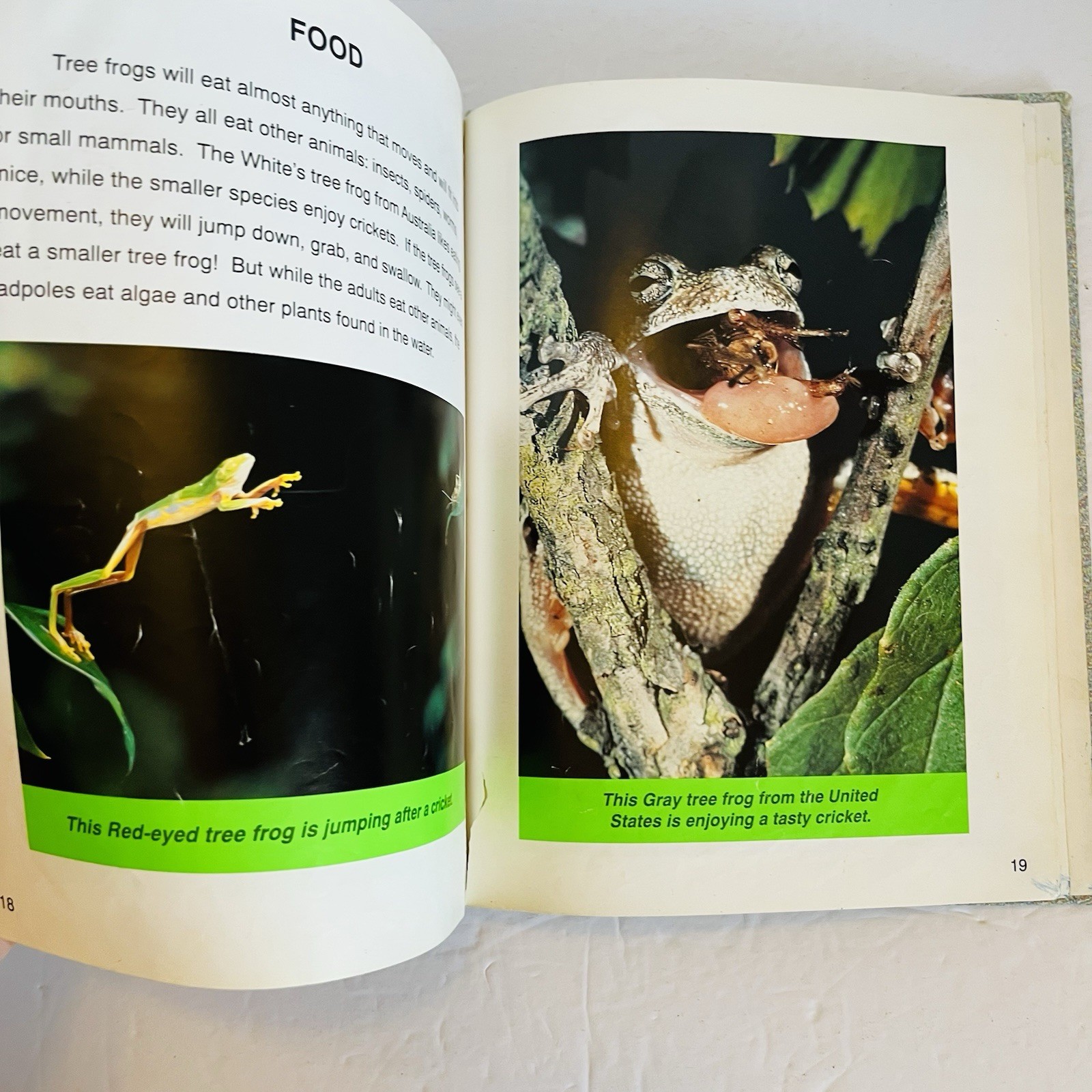 Lot 5 Reptile Amphibian Science Books Snake Turtle STEM Classroom Library
