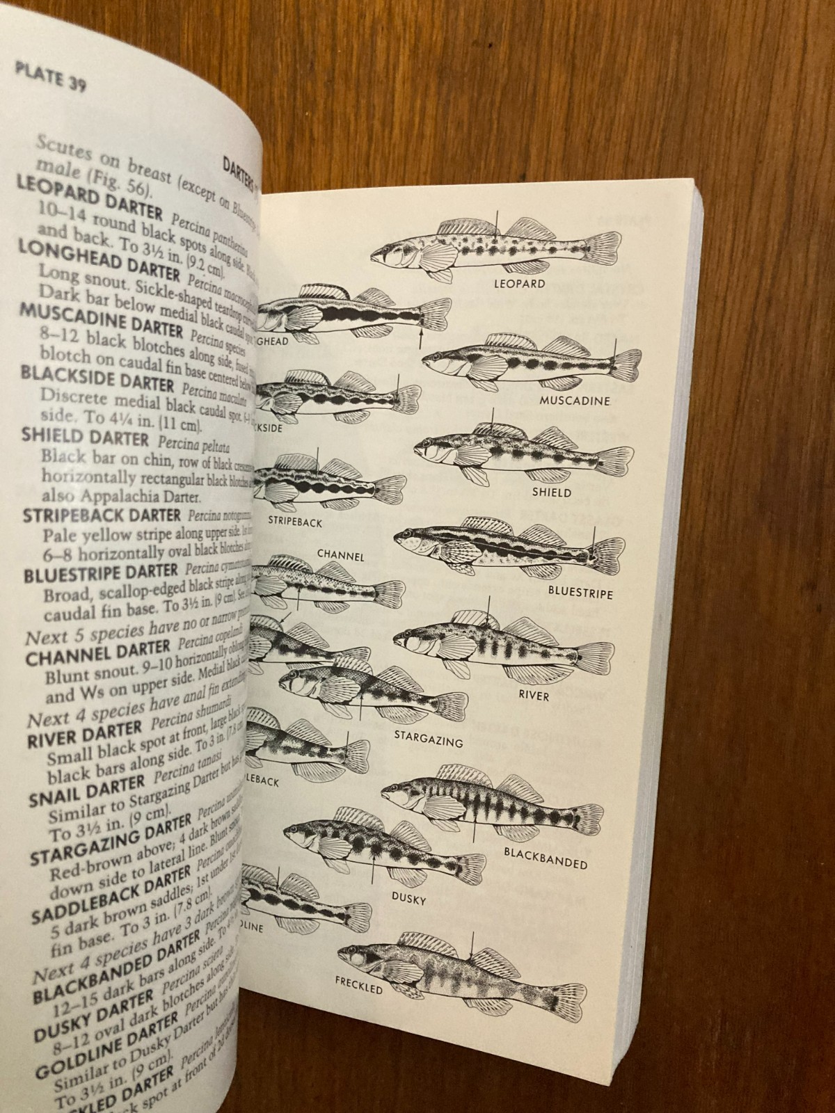 Peterson Field Guides Guide Freshwater Fishes Lawrence M. Page Brooks M. Burr 91