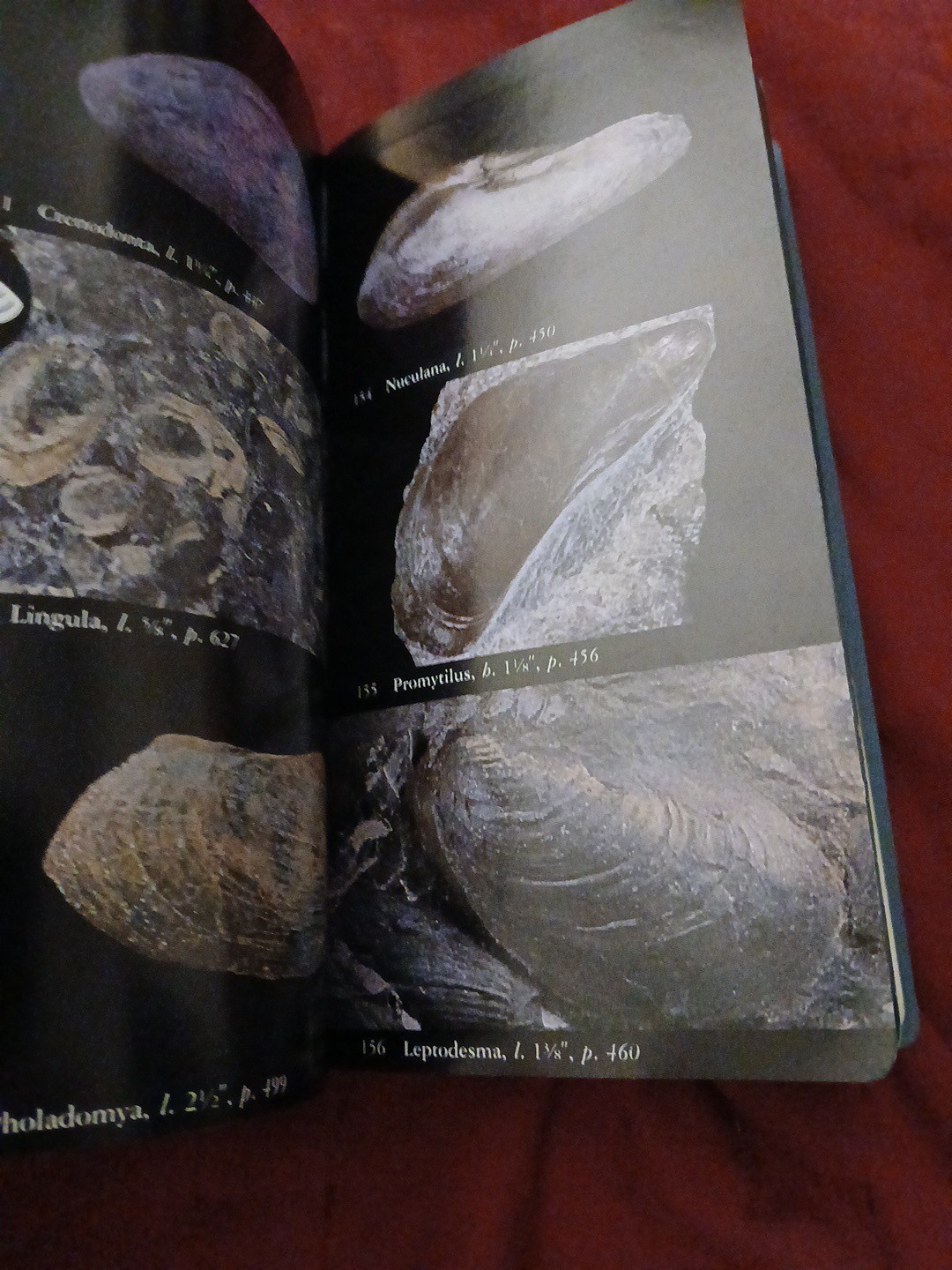National Audubon Society Field Guide to Fossils : North America by Ida Thompson