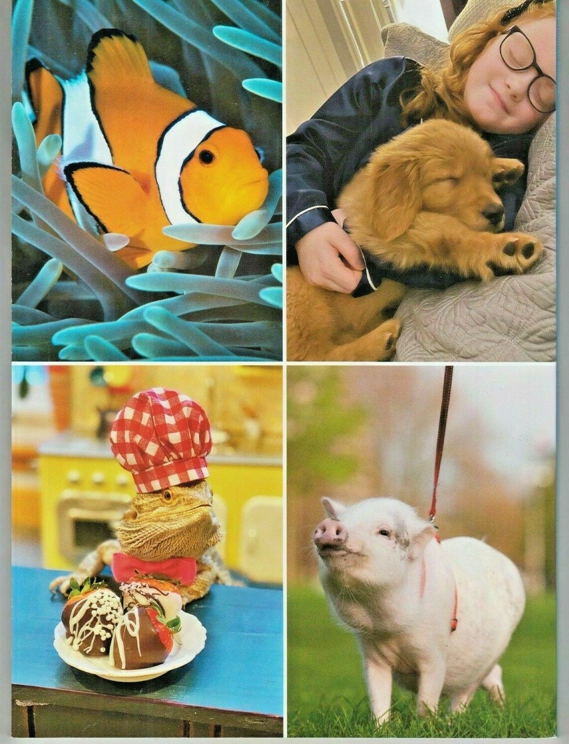 AMAZING PETS HEARTWARMING TALES -Adorable Dogs Cute Cats & More – Heroic Animals