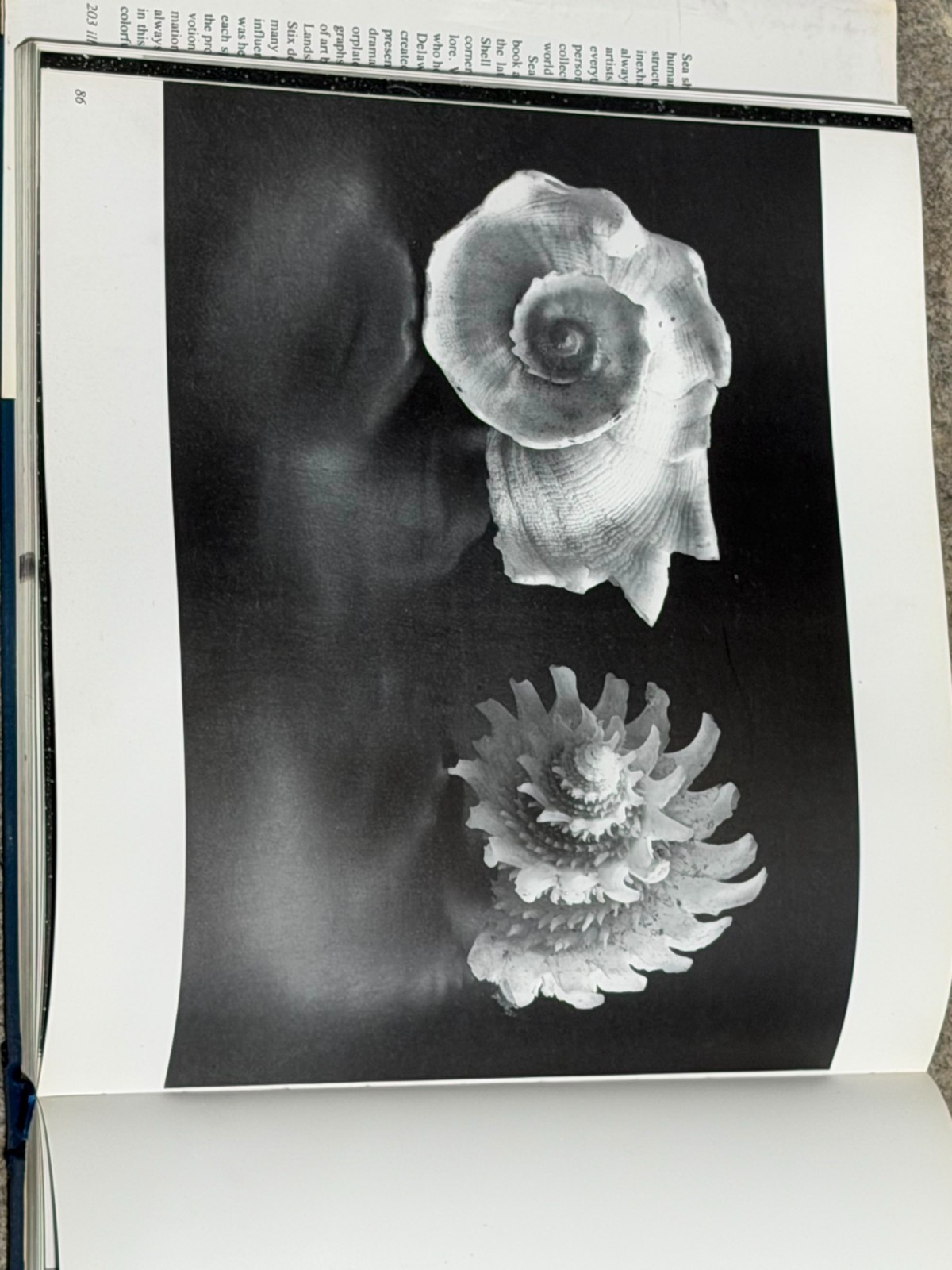 The Shell: HARRY N. ABRAMS 1988 Hardcover w/ Dust Jacket