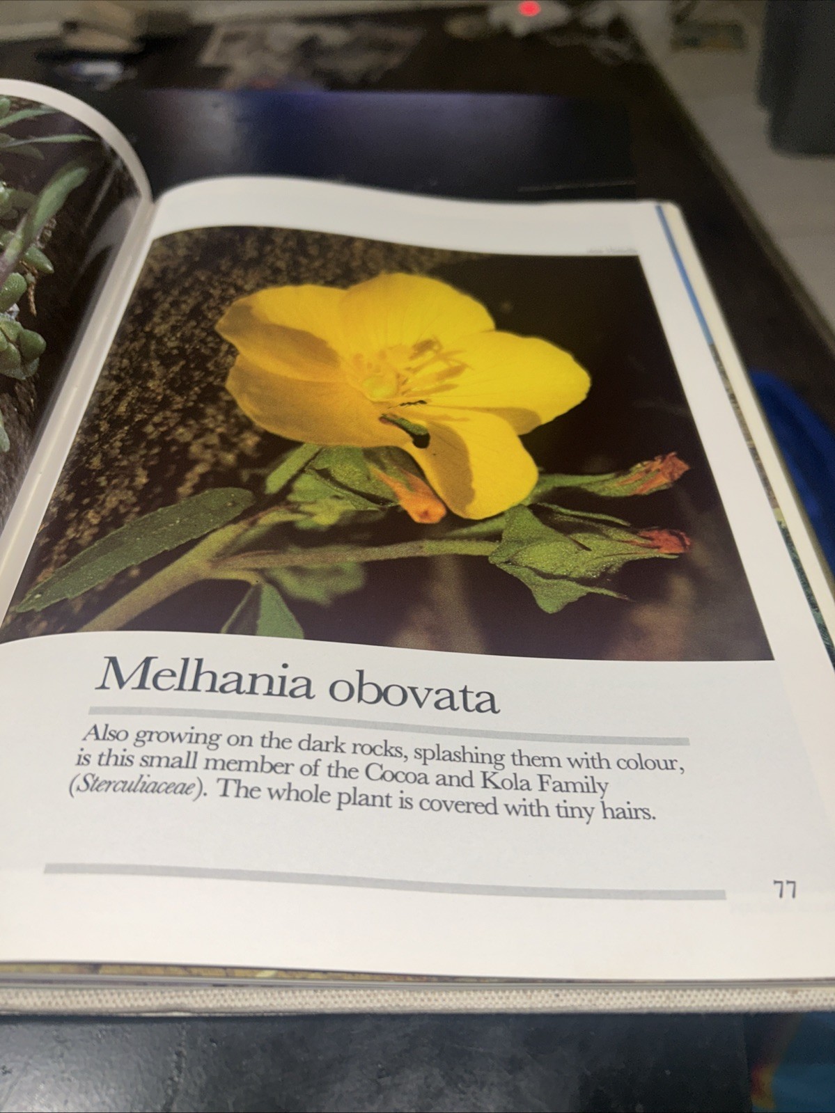 Golden Days in the Desert: Wild Flowers of Saudi Arabia