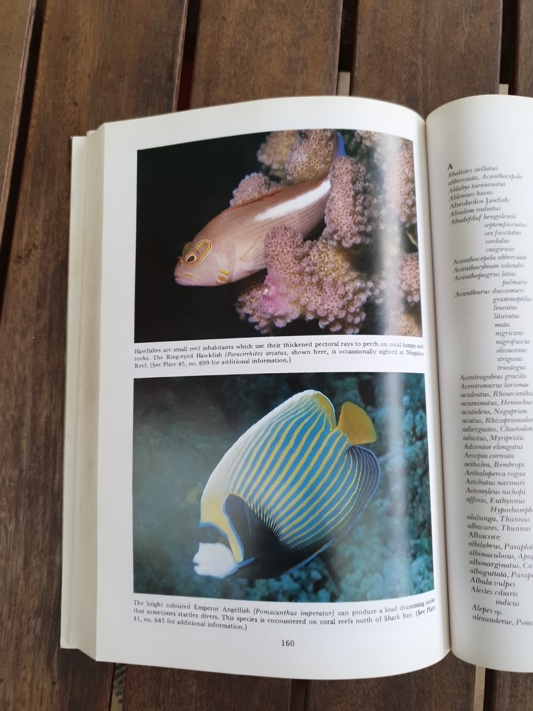 Marine Fishes of North-Western Australia Gerald R Allen 1988 Superior Plates