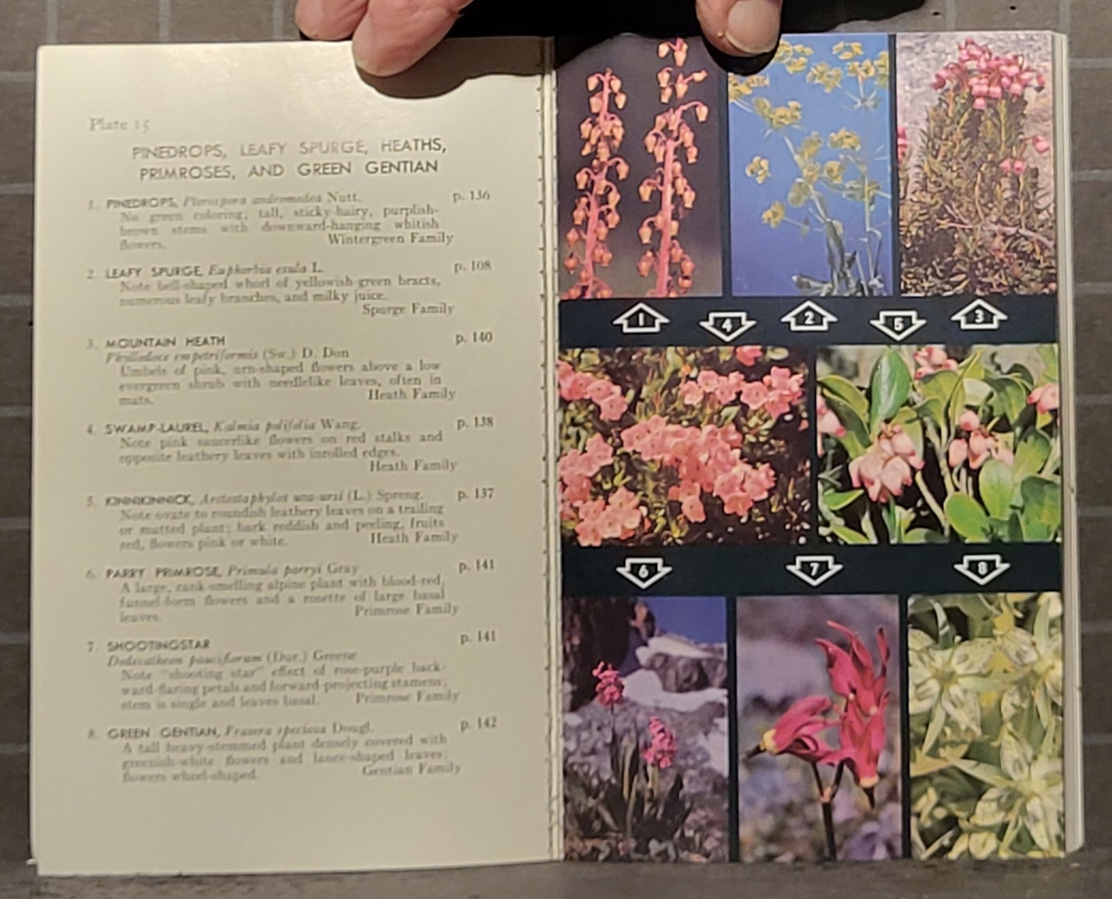 Field Guide to Rocky Mountain Wildflowers: by John J. Craighead 1974 PB 456
