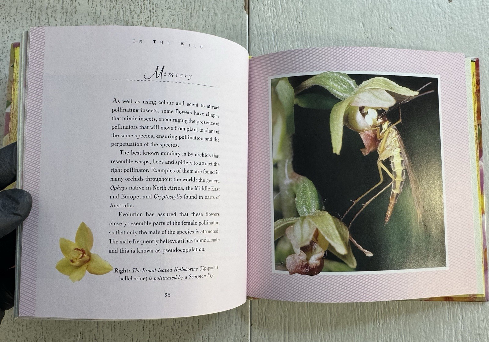 The Little Books of Flowers – David Squire (1993 HC Books w/Slipcase) LN Cond.
