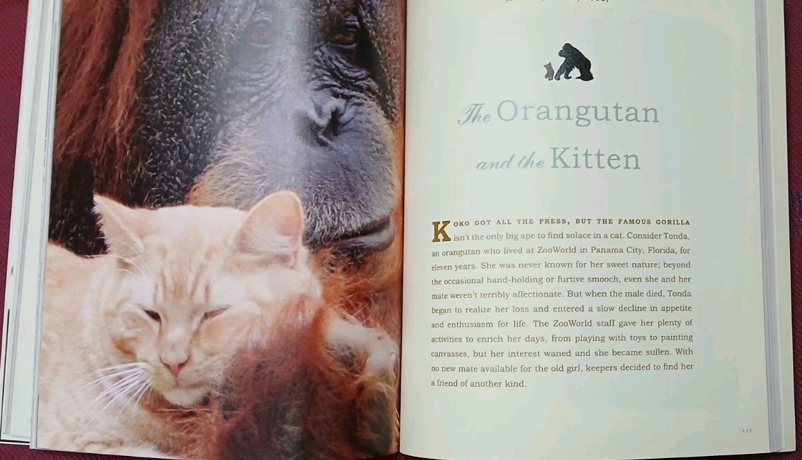 Unlikely Friendships ~ Jennifer S. Holland ~ Workman Softcover