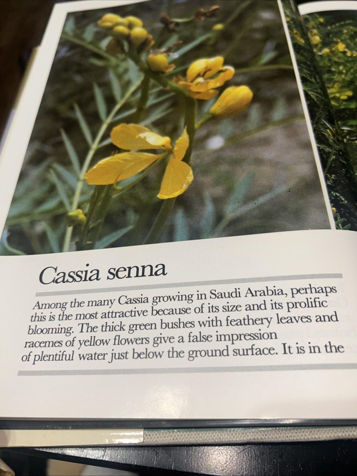 Golden Days in the Desert: Wild Flowers of Saudi Arabia