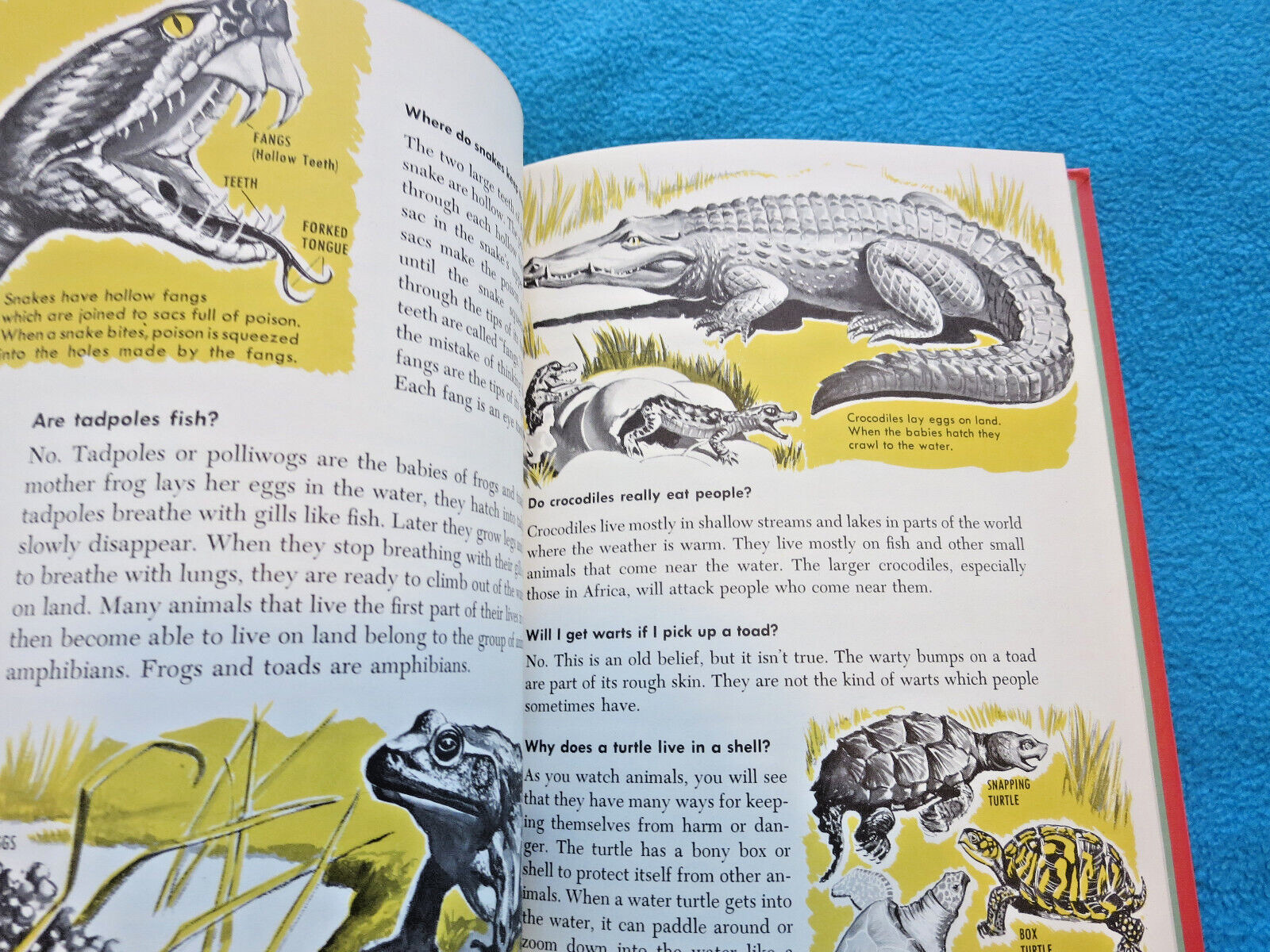 Words to Know Questions Children Ask VTG Home School Preschool