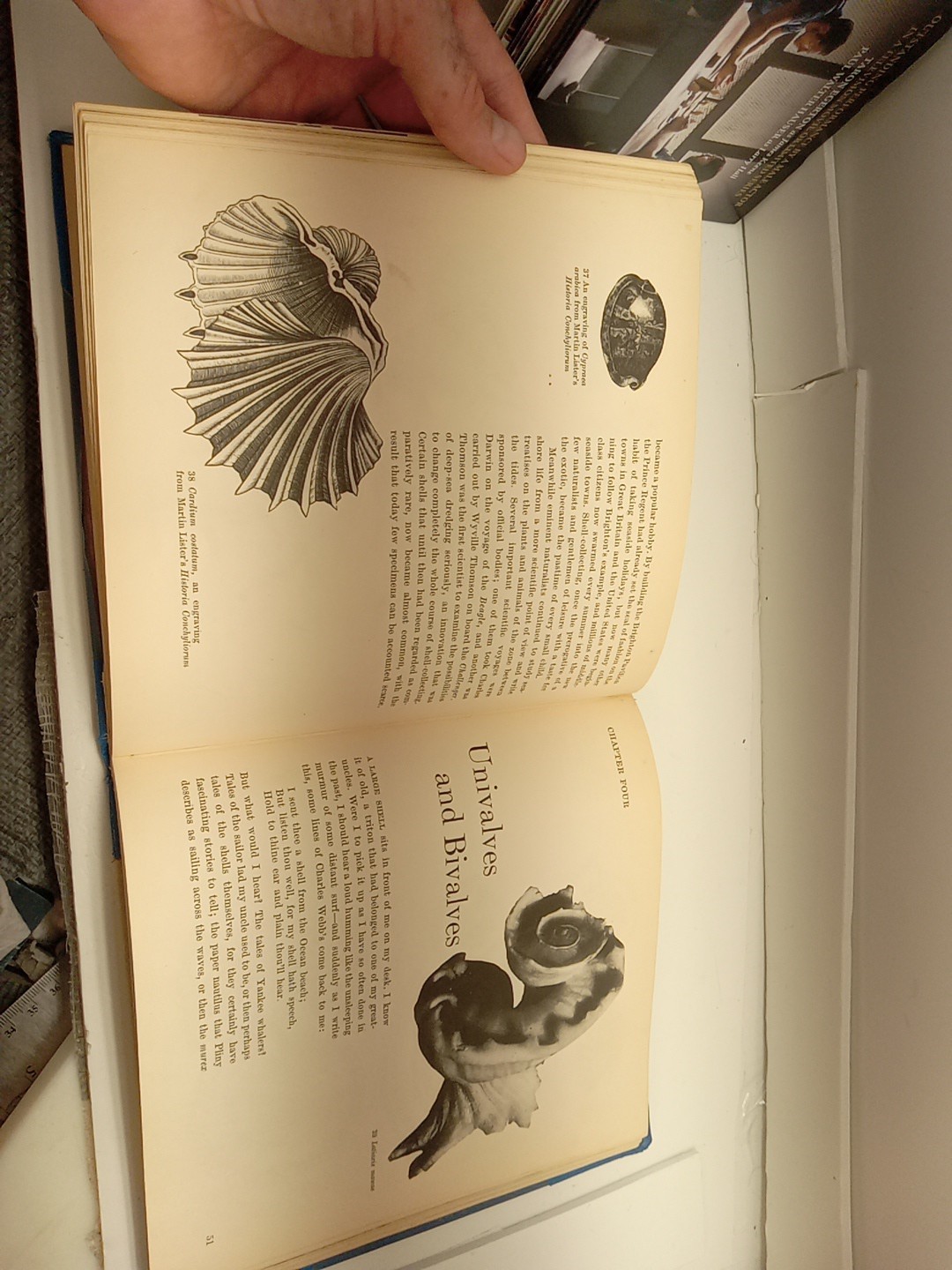 Shells By Roderick Cameron (HC, 1961) Ex Library – READ
