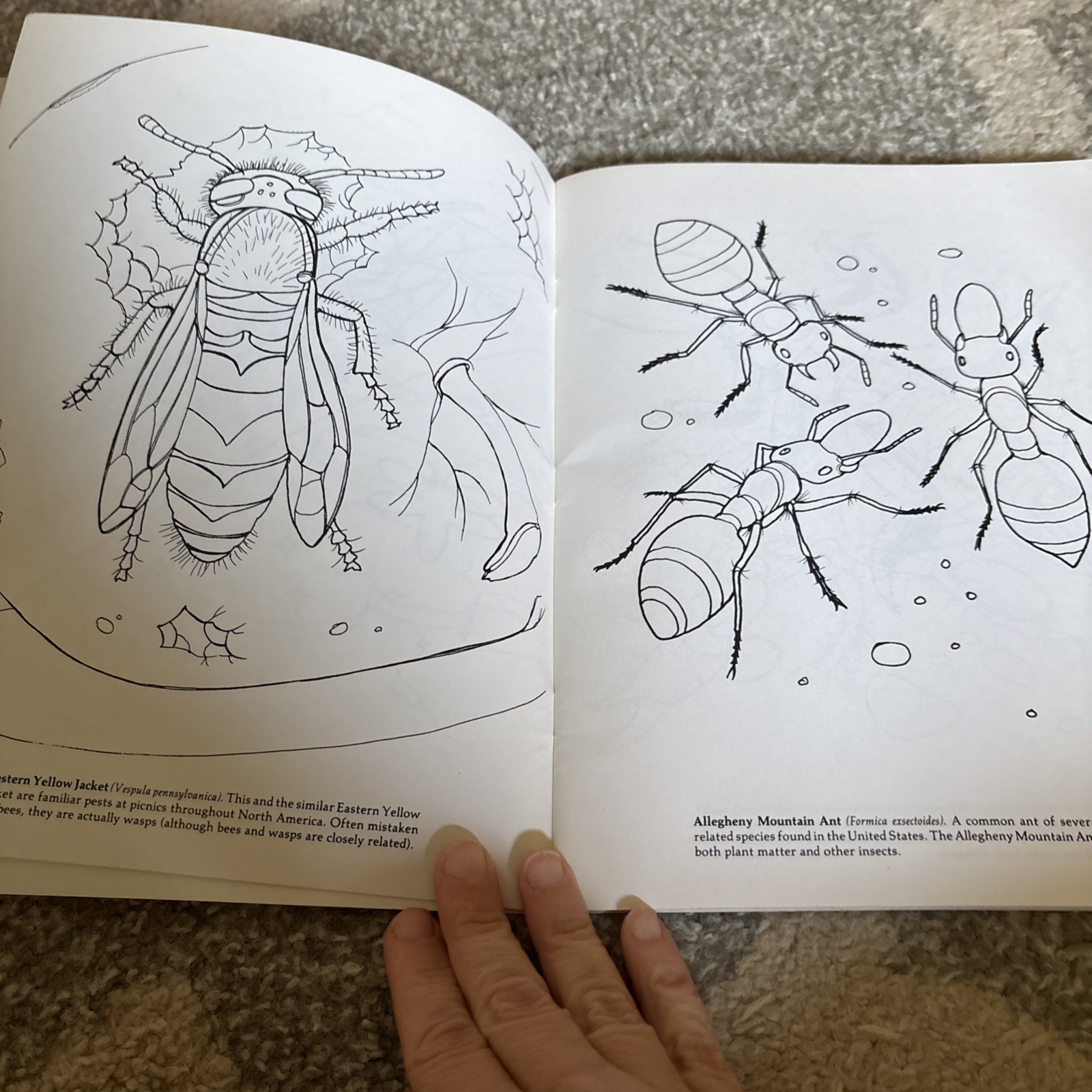 New Unused Jan Sovak Insects Coloring Book