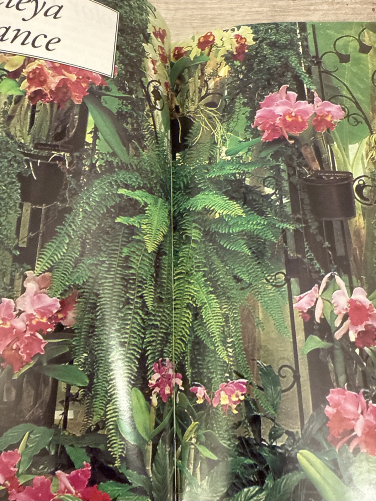 Taylor’s Guide to Orchids : More Than 300 Orchids, Photographed and…