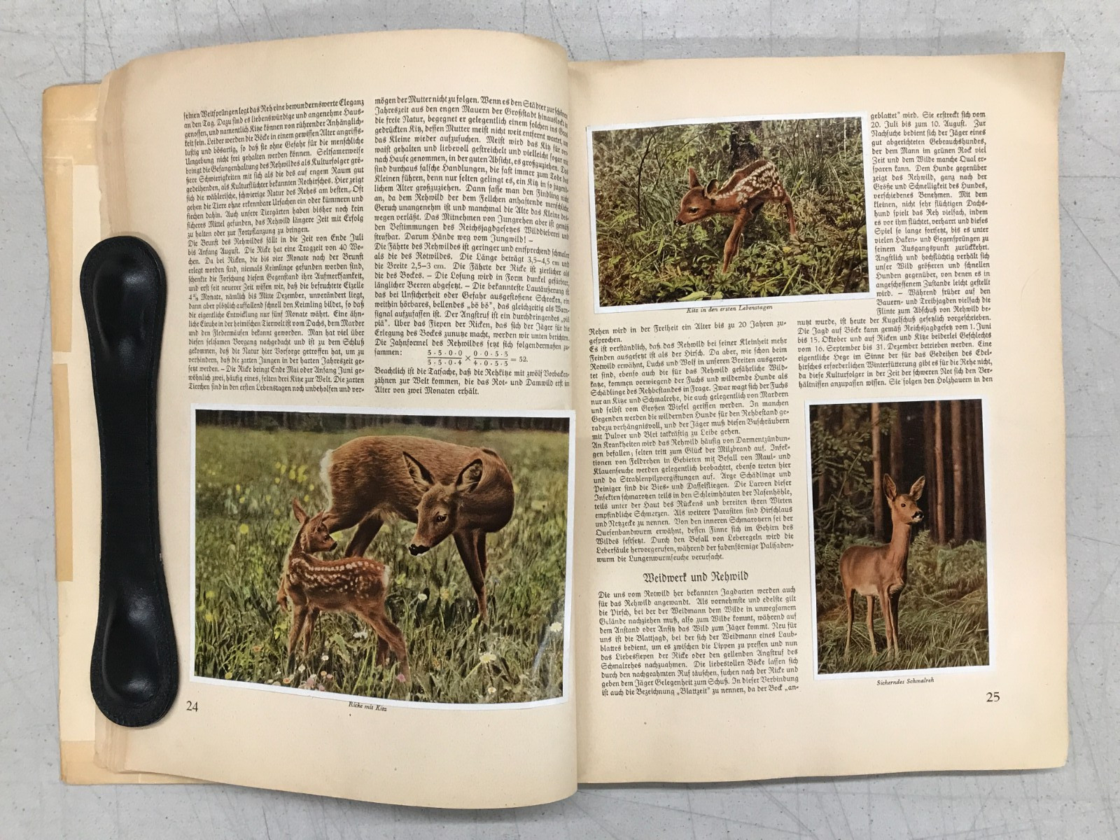 Aus Wald Und Flur – Two German Books 1937/1938 Plants and Animals, Set of 2 E-77