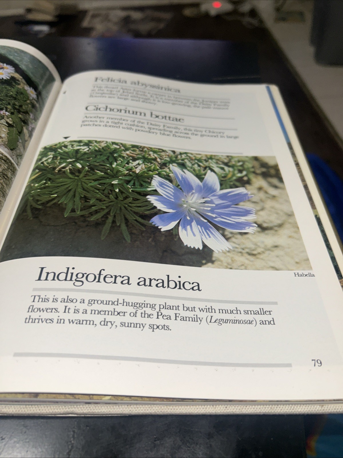Golden Days in the Desert: Wild Flowers of Saudi Arabia