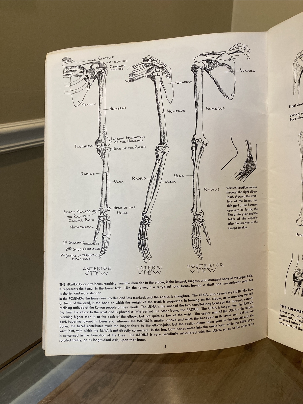 ANATOMY by Walter T Foster VINTAGE Paperback Drawing Book, Large Size QUICK SHIP
