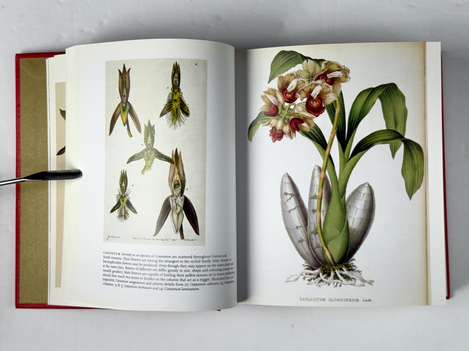 Lot of 3 Orchid Books Mark Griffiths (2005 HC) + Orquideas +Albert Hollingsworth