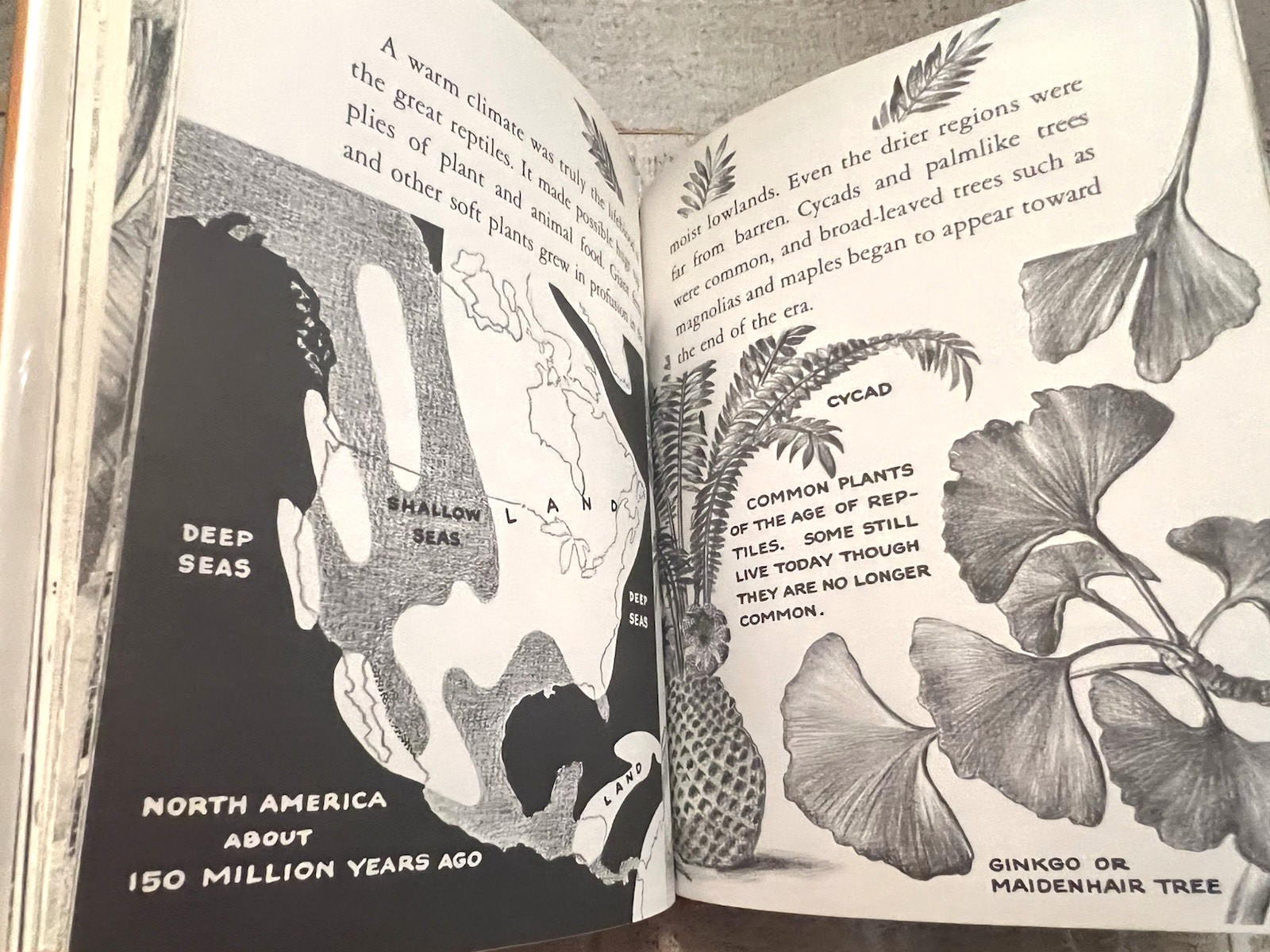 Dinosaurs by Herbert S. Zim Illus. by James Gordon Irving c.1976 Library Edition