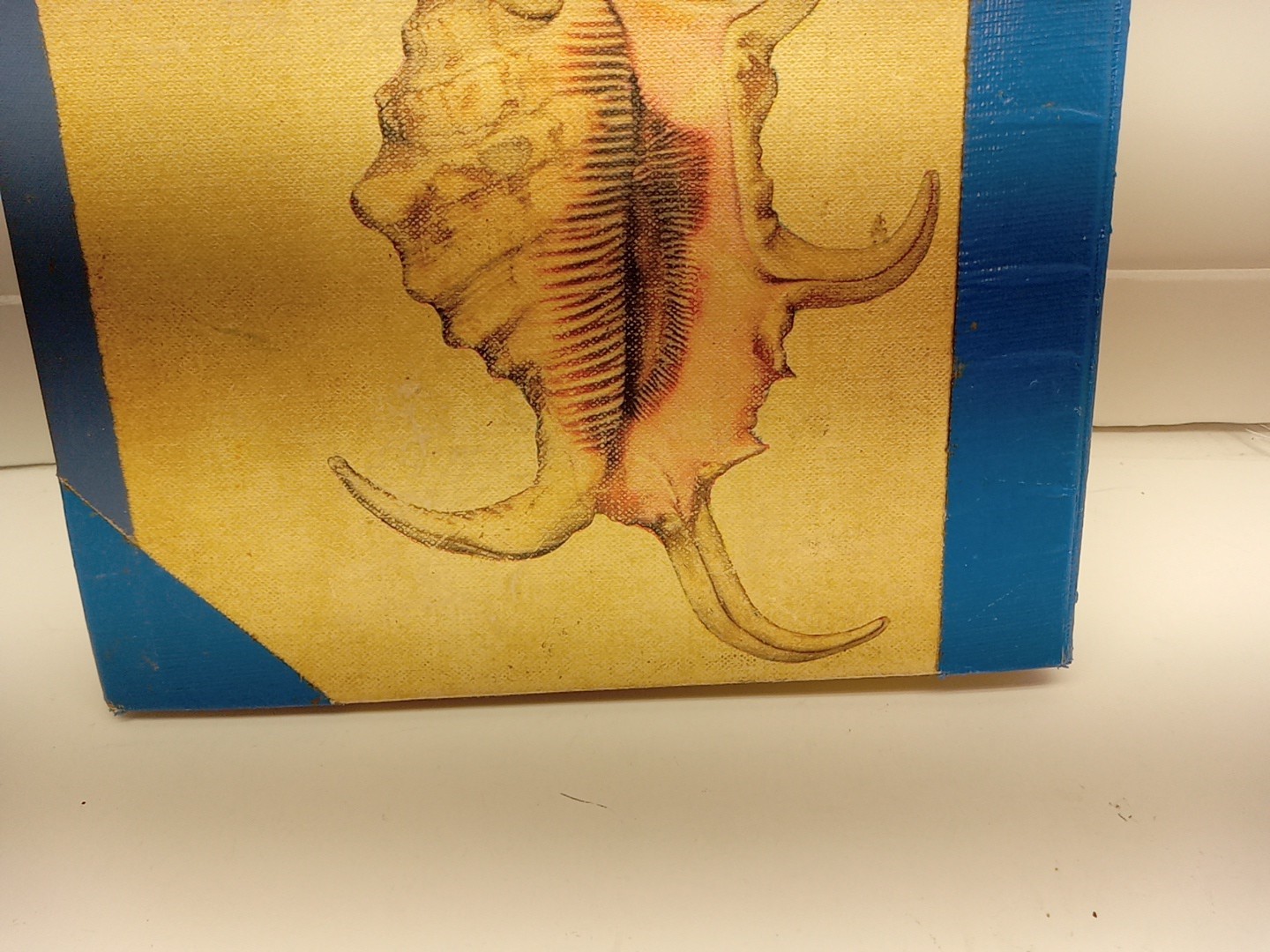Shells By Roderick Cameron (HC, 1961) Ex Library – READ