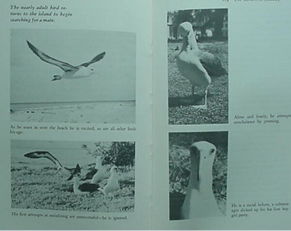 ALBATROSS OF MIDWAY ISLAND, 1972 BOOK (LAYSAN ALBATROSS