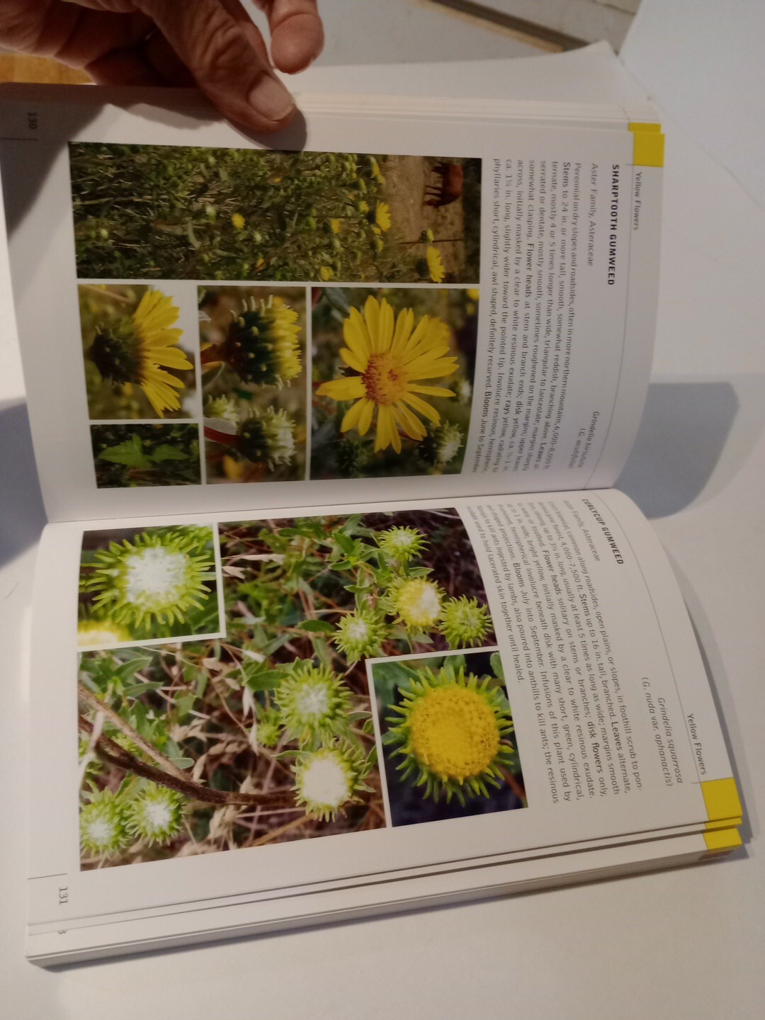 Wildflowers of the Northern and Central Mountains of New Mexico: Sangre de Crist