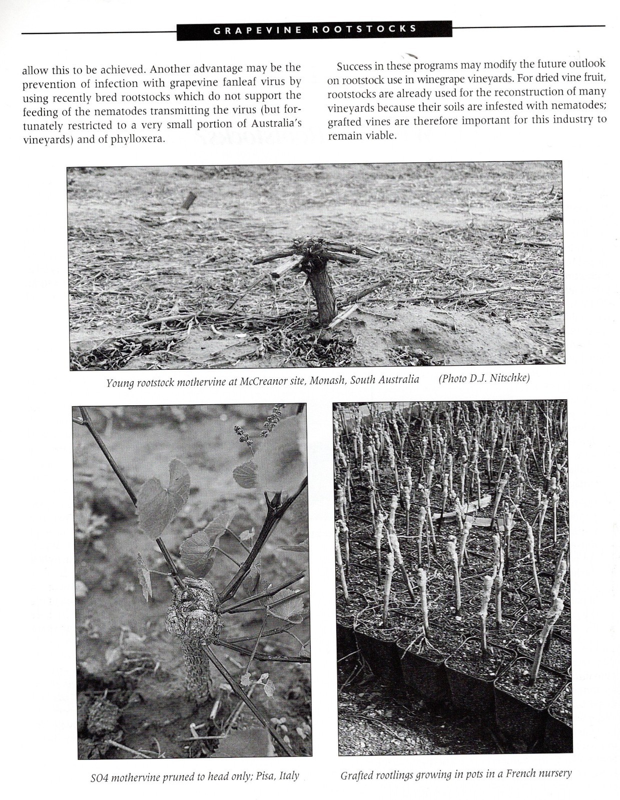 USING GRAPEVINE ROOTSTOCKS The AUSTRALIAN PERSPECTIVE Peter May Grapes. 62 pages