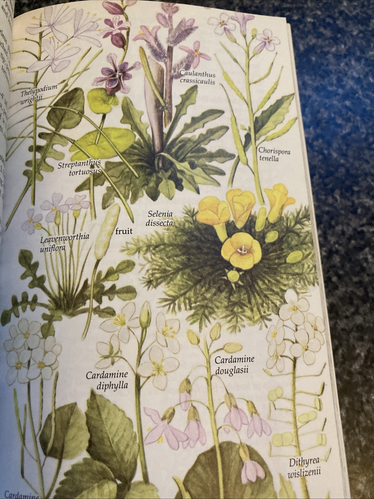 Vintage Golden Field Guide Wildflowers of North America Hibiscus cover 1984