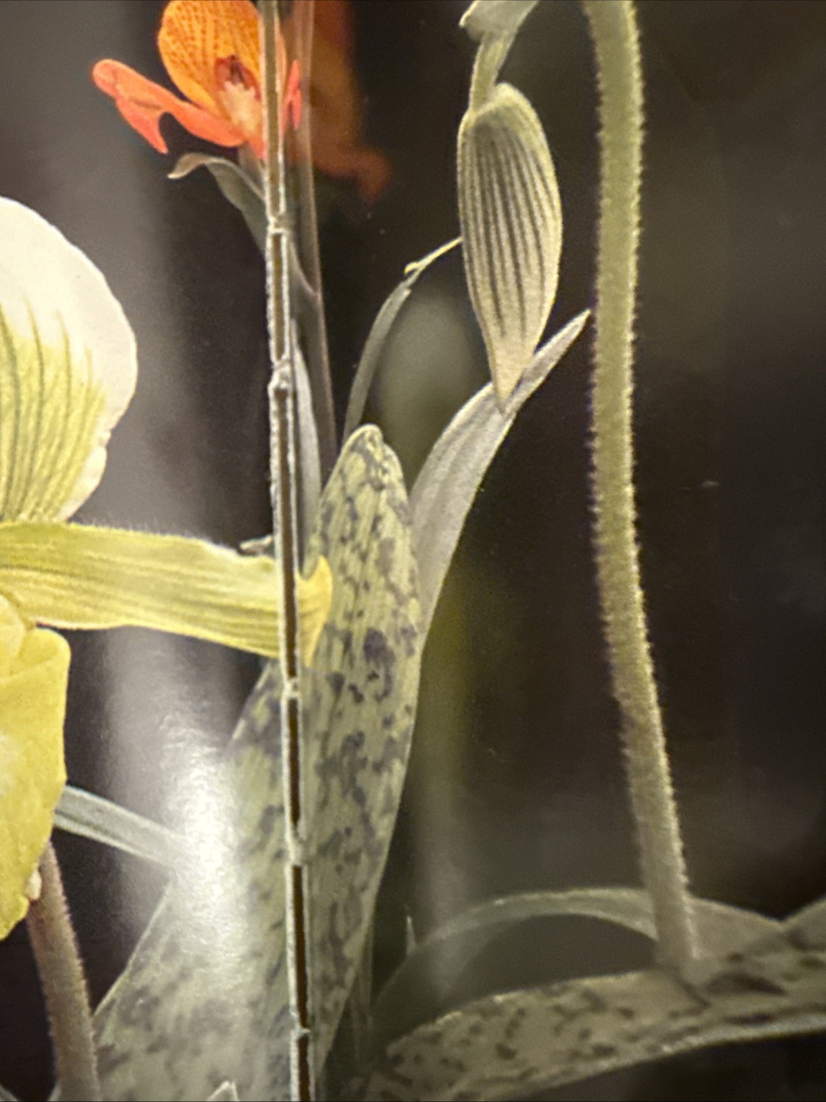 Taylor’s Guide to Orchids : More Than 300 Orchids, Photographed and…